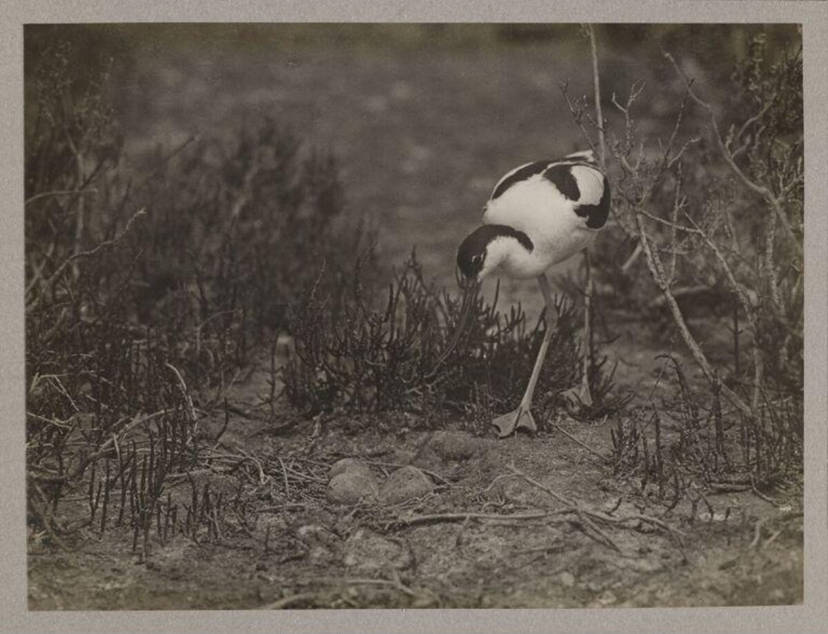 Pied Avocet at Nest With Eggs