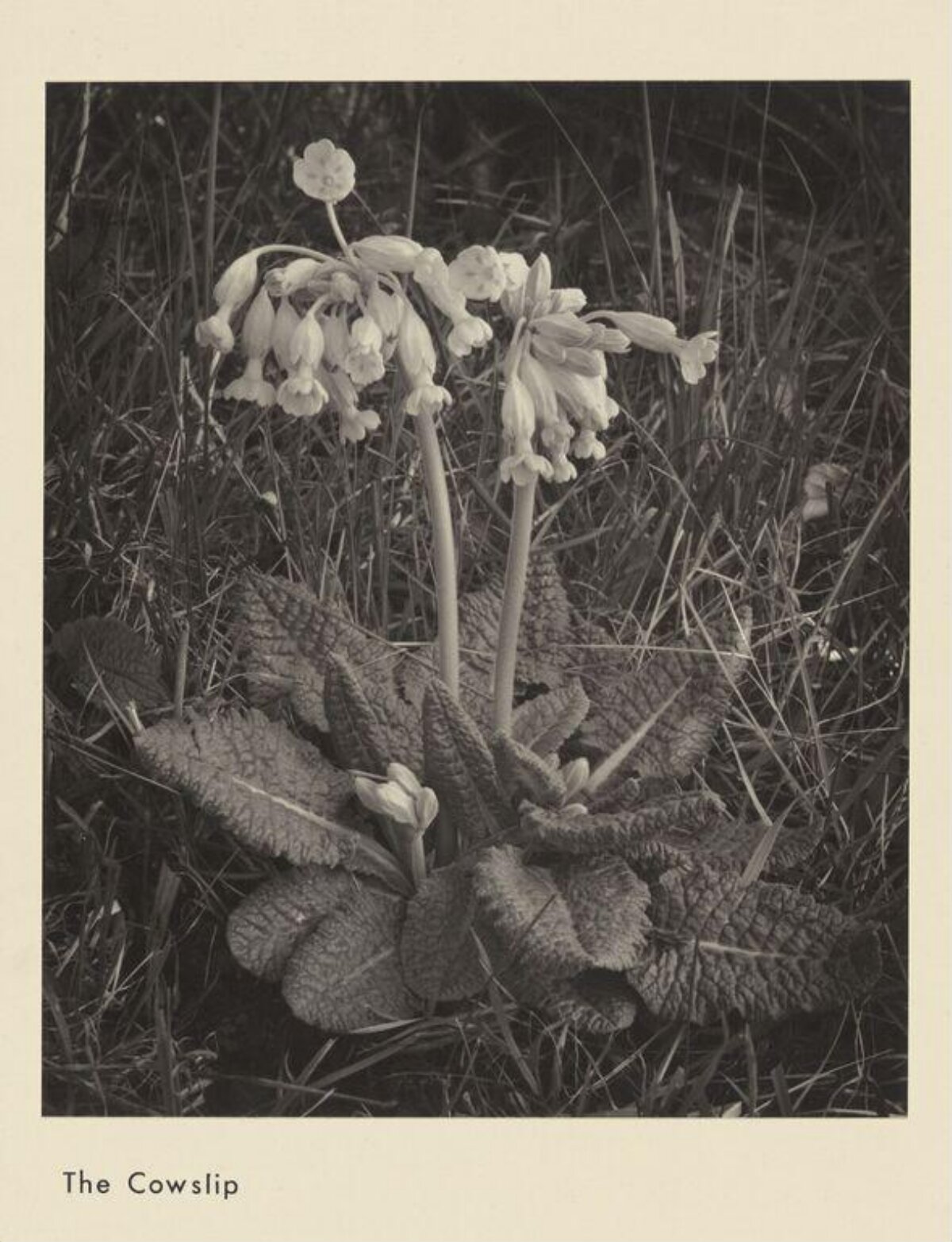 Vintage Photo of Cowslip