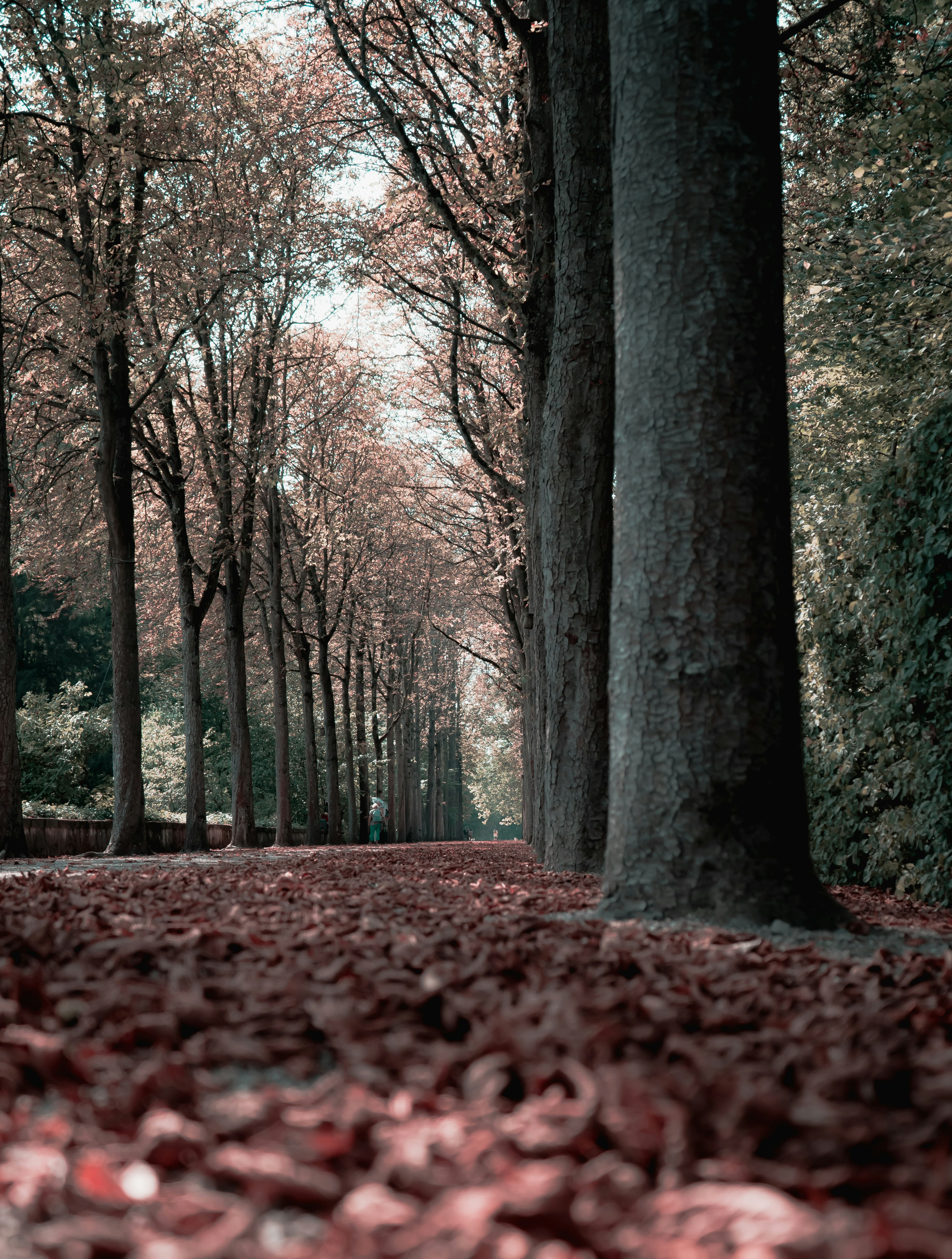 Autumn Tree-lined Avenue
