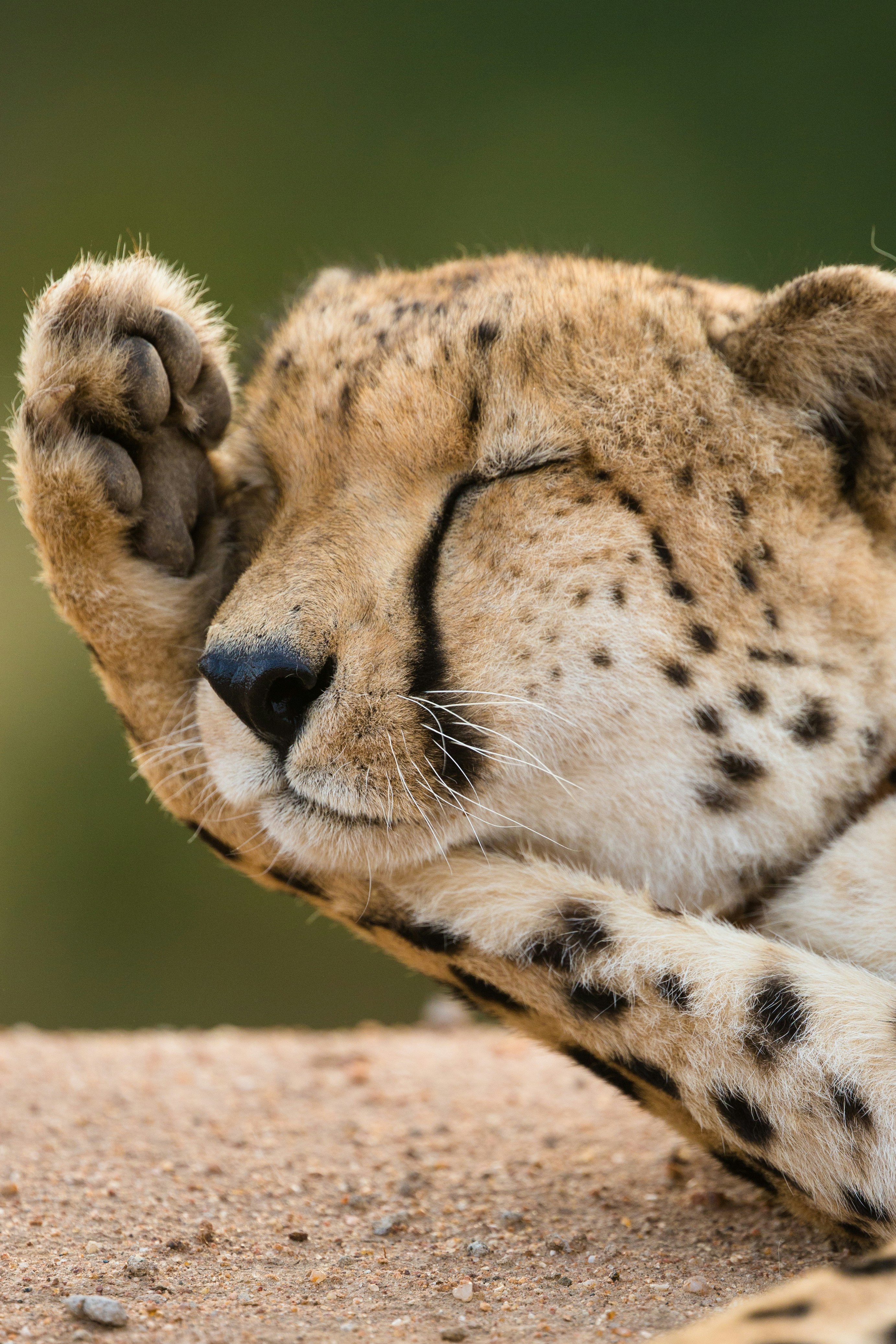 Sleeping Cheetah