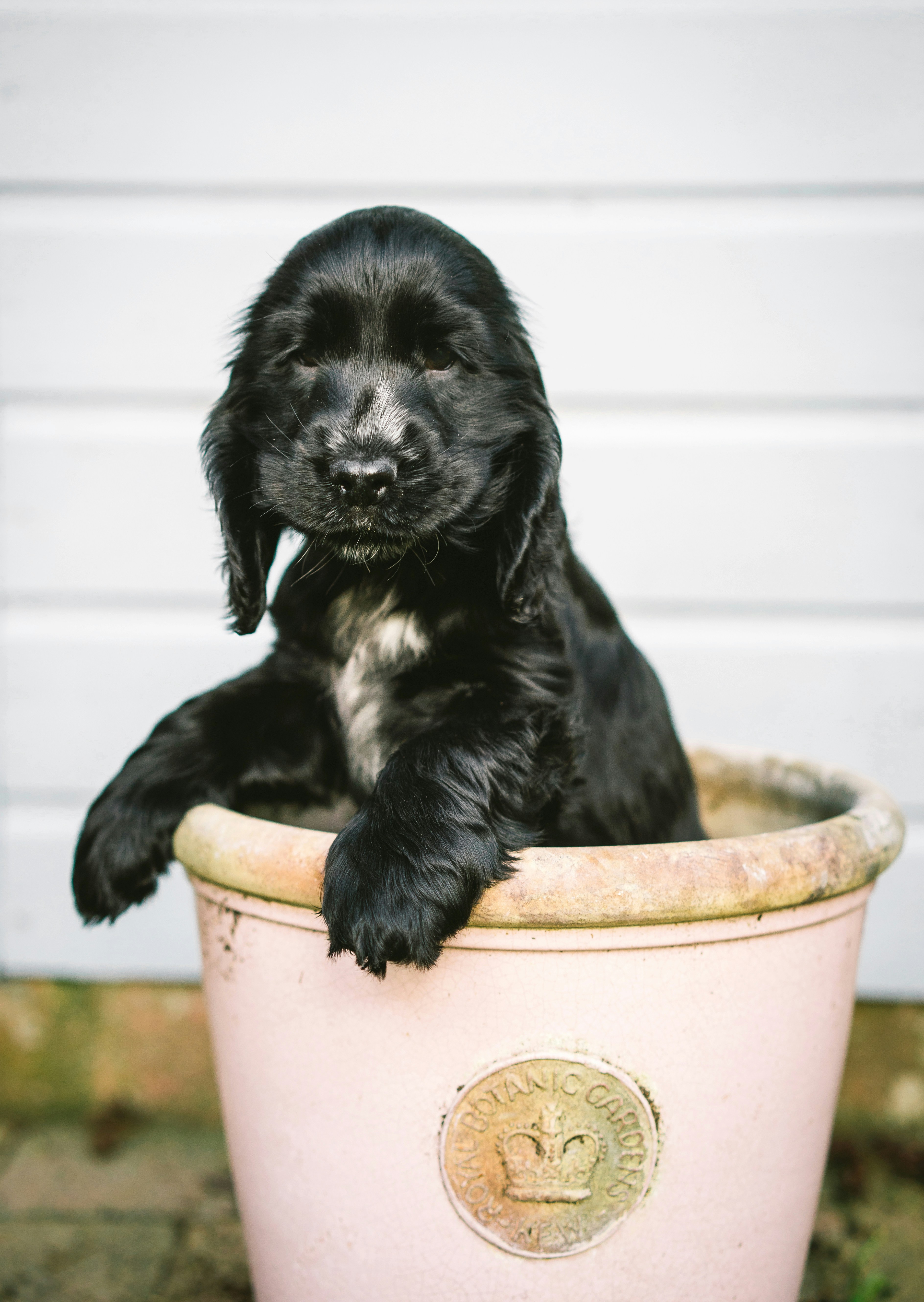 Black Puppy Sitting In Plant Pot