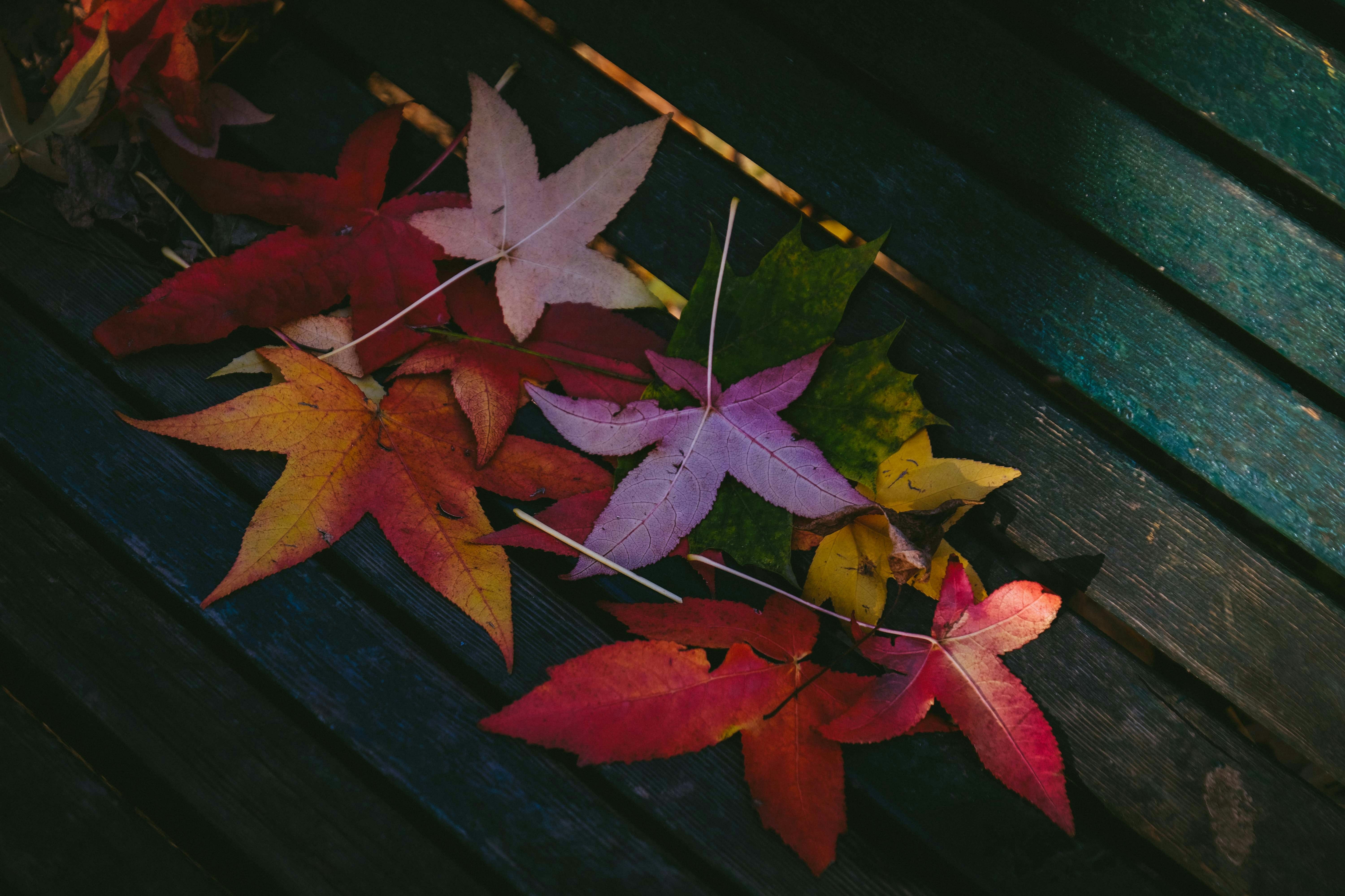 Fallen Maple Leaves on Wooden Bench