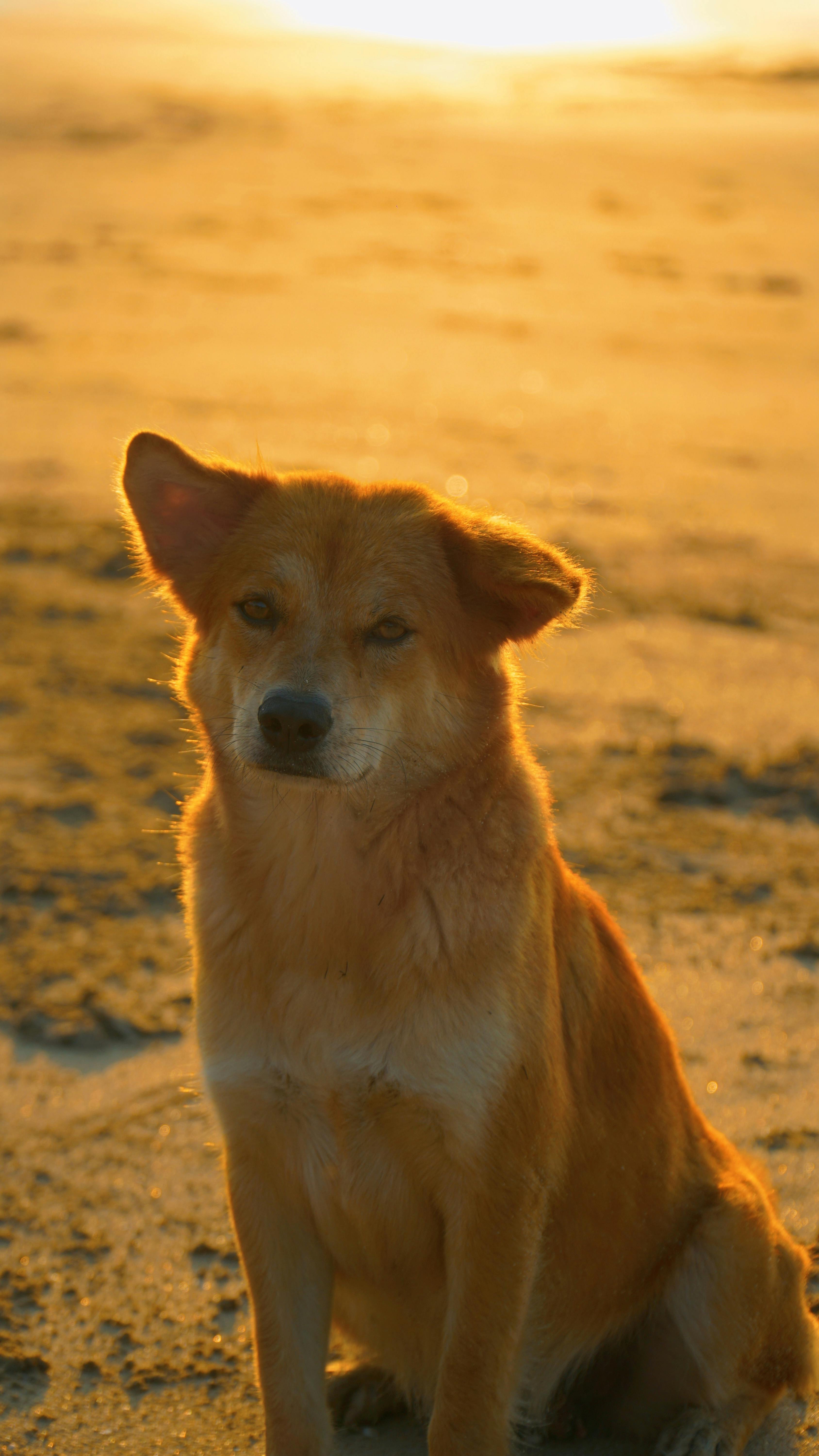 Brown Dog Sitting on Beach at Sunset