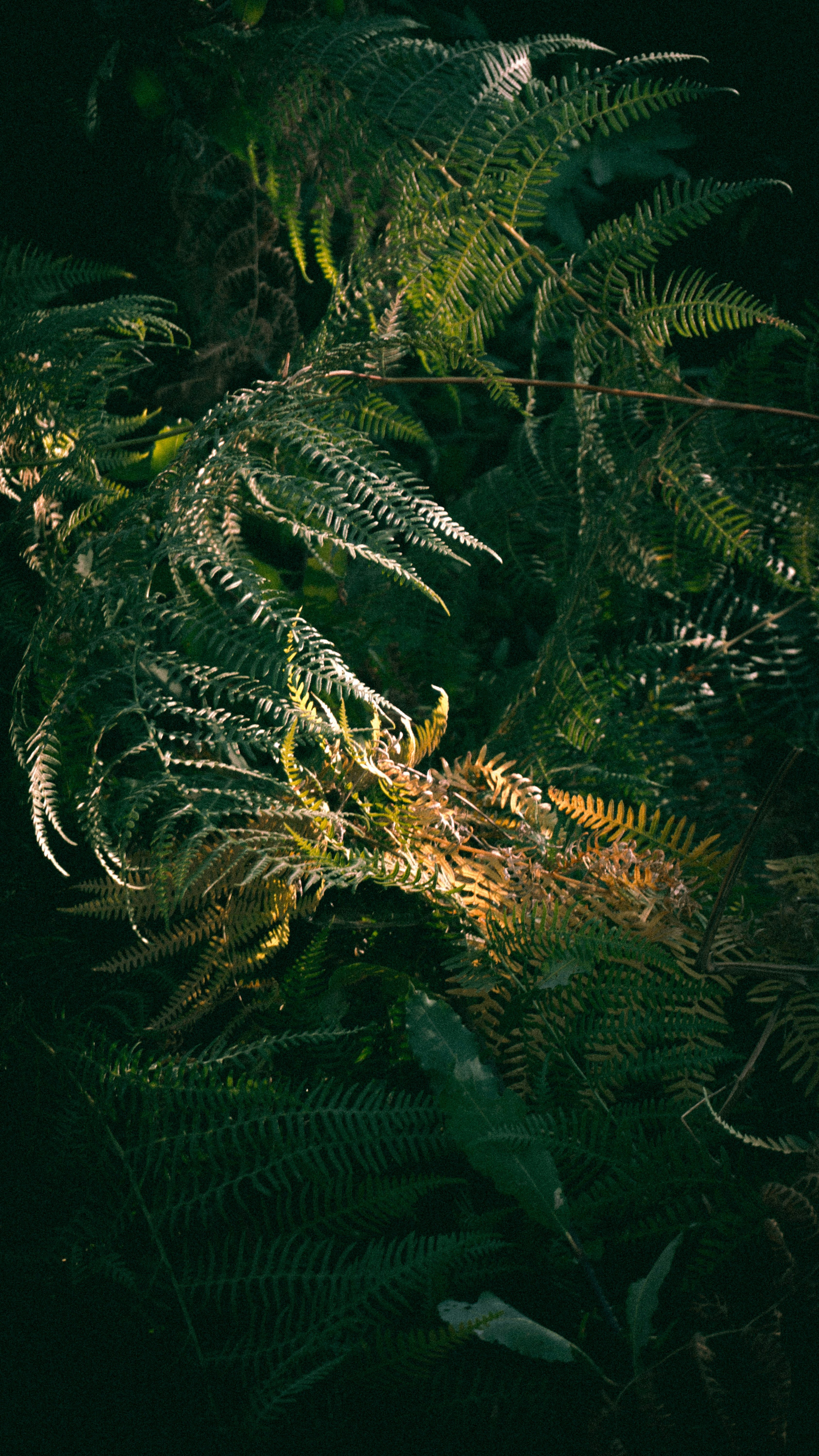 Sunlit Forest Ferns