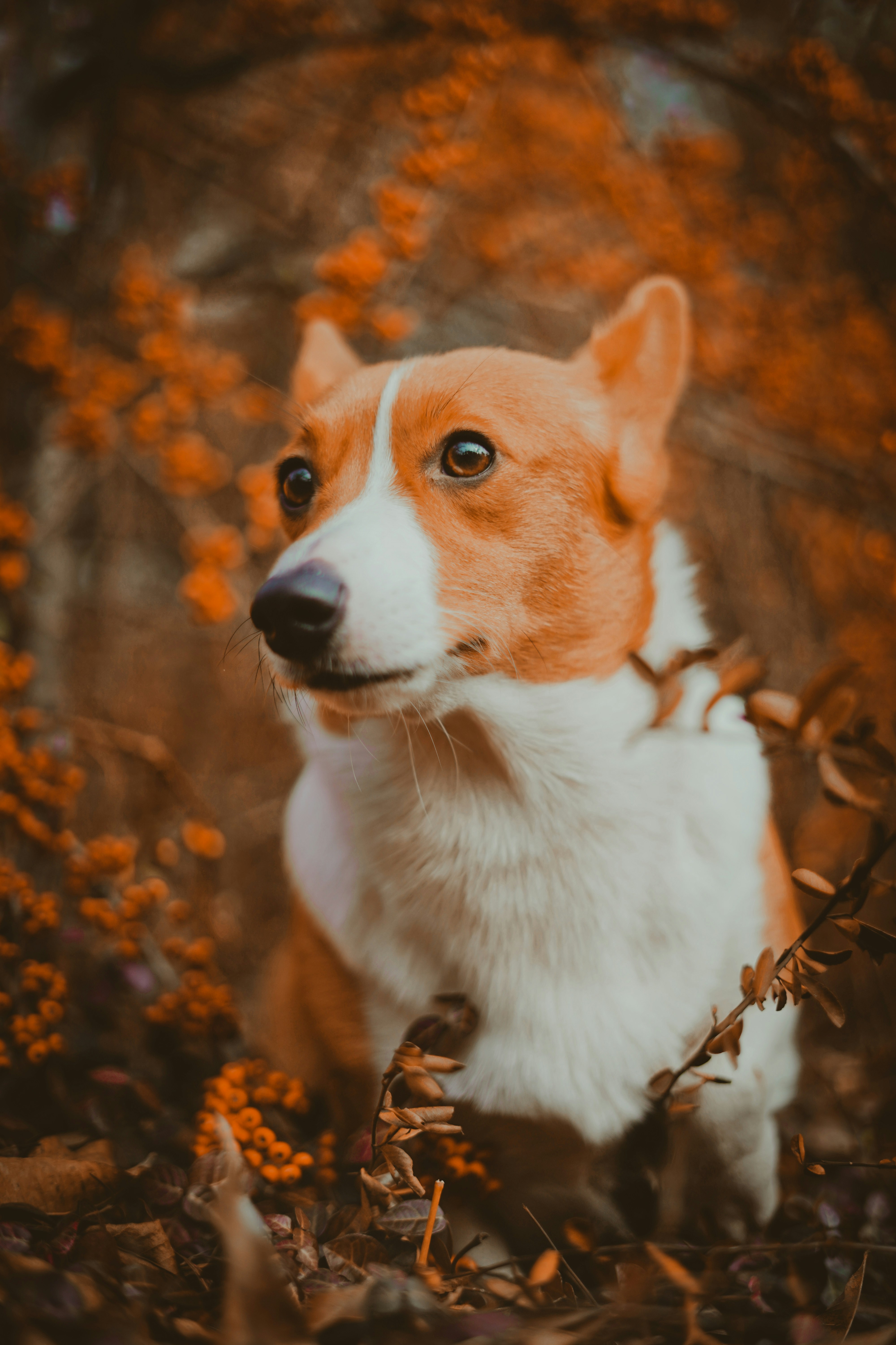Corgi Among Autumn Foliage