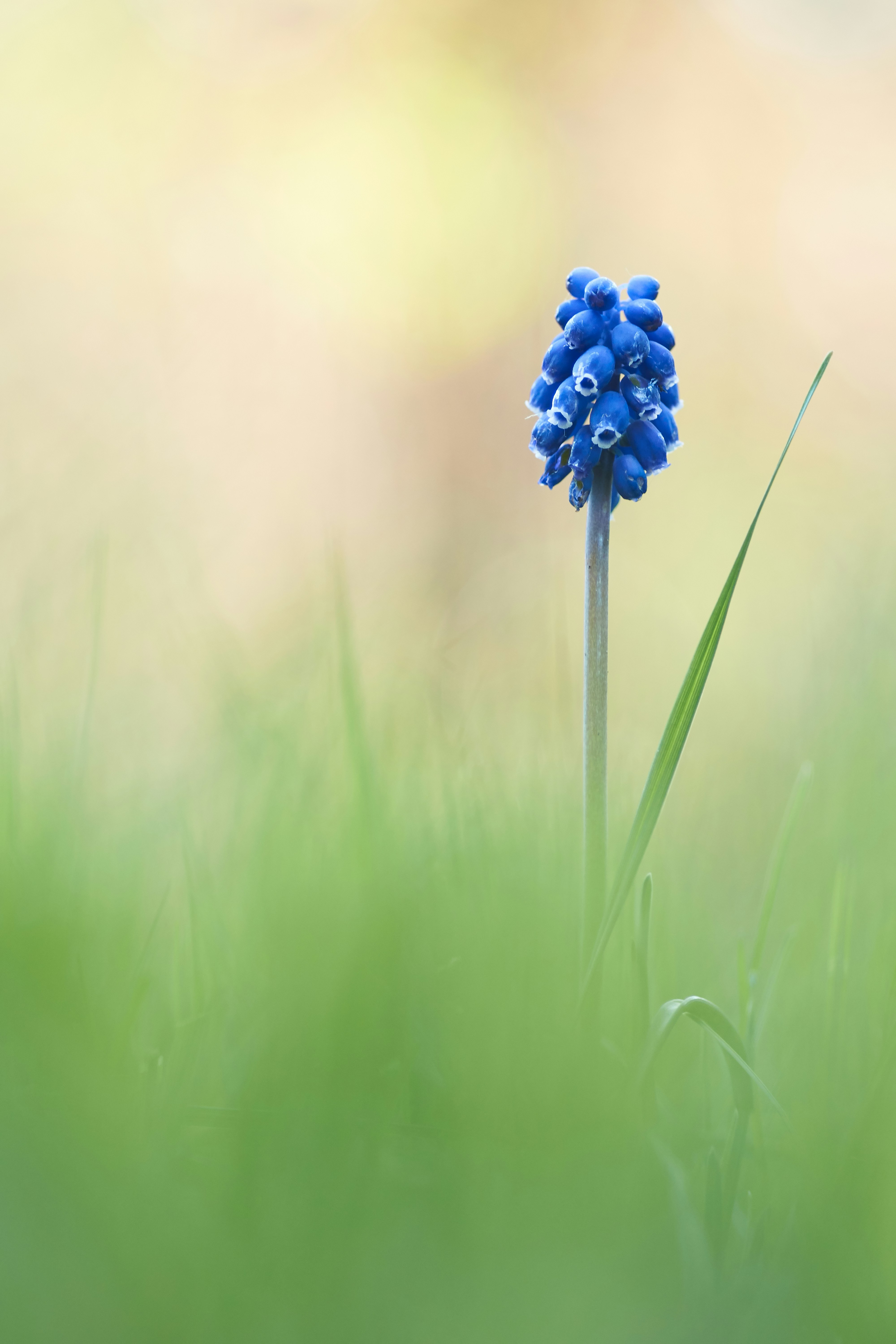 Blue Grape Hyacinth in Green Grass