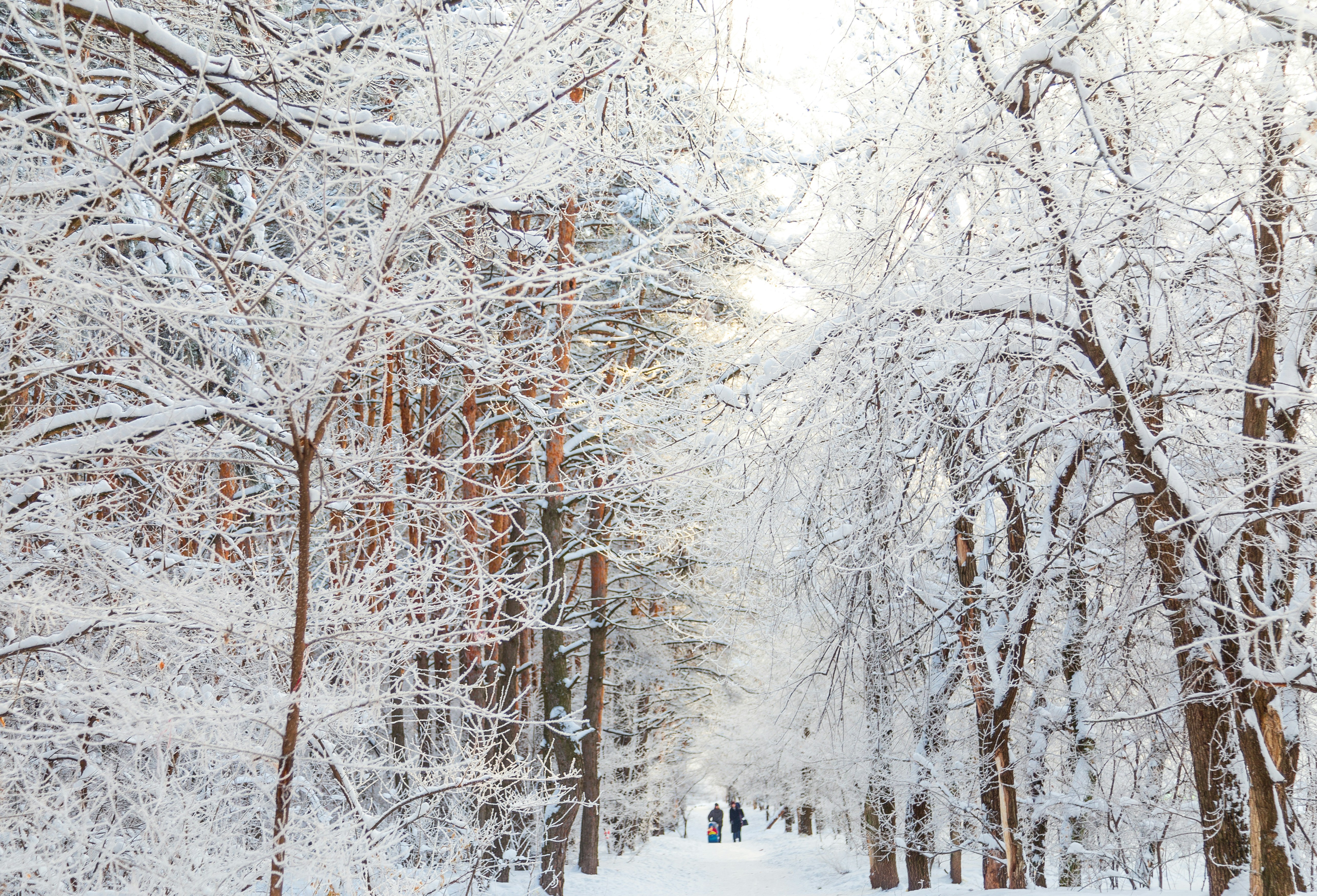 Snow Covered Winter Forest Path
