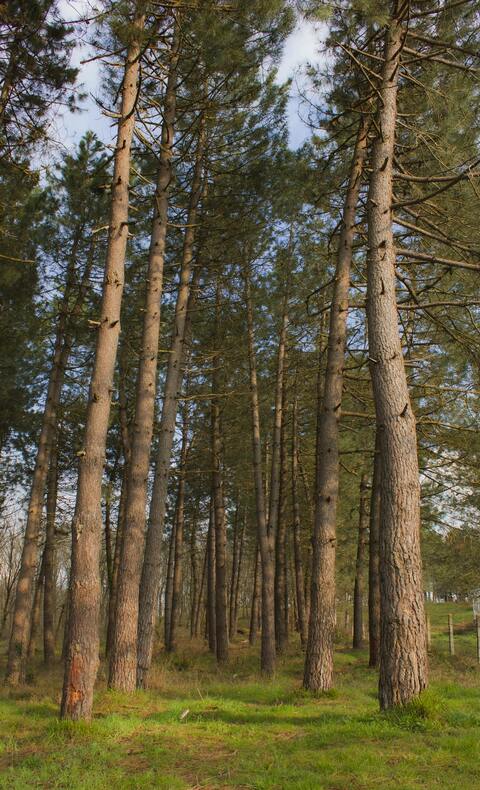 Tall Pine Tree Forest