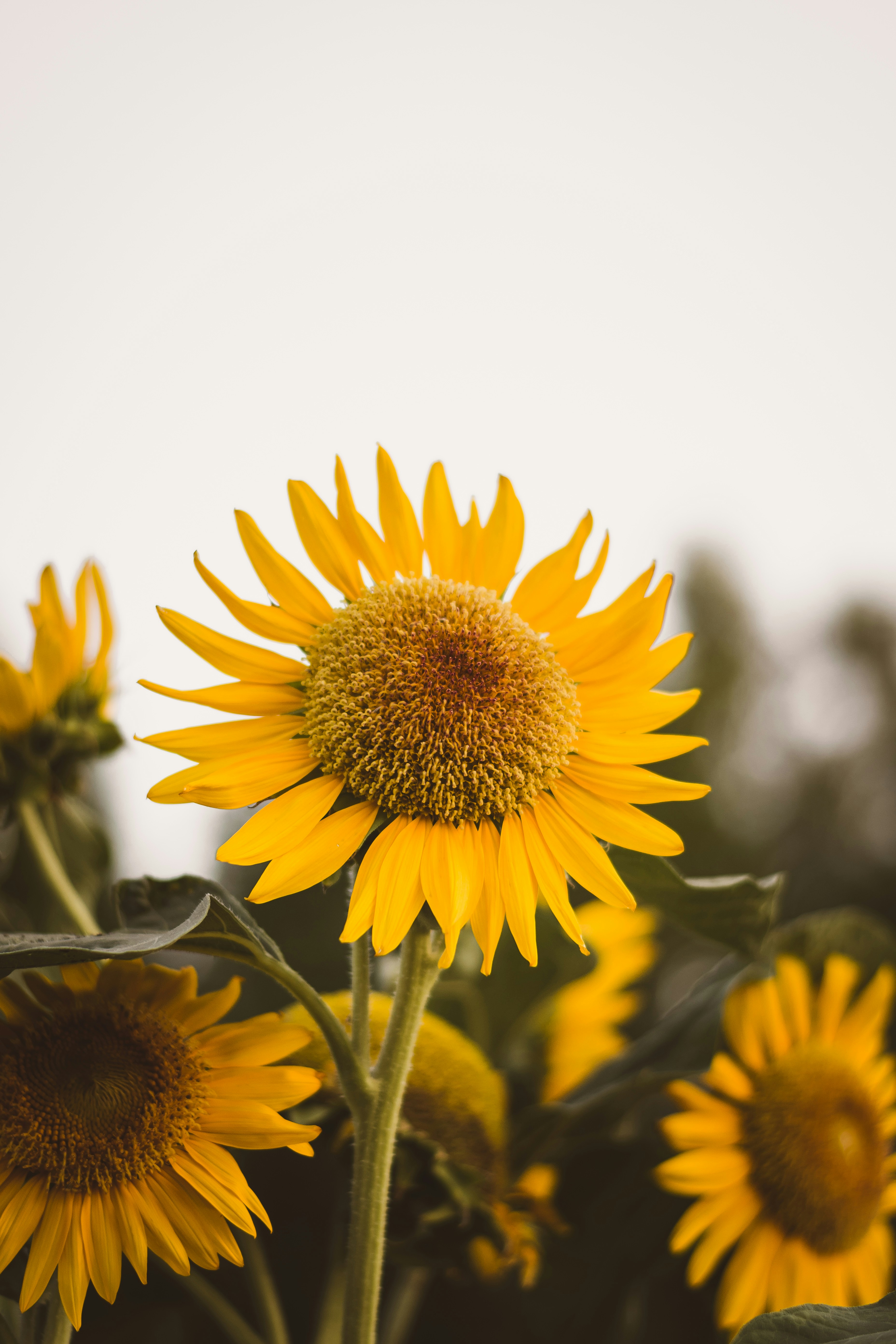 Close-up of Blooming Sunflowers