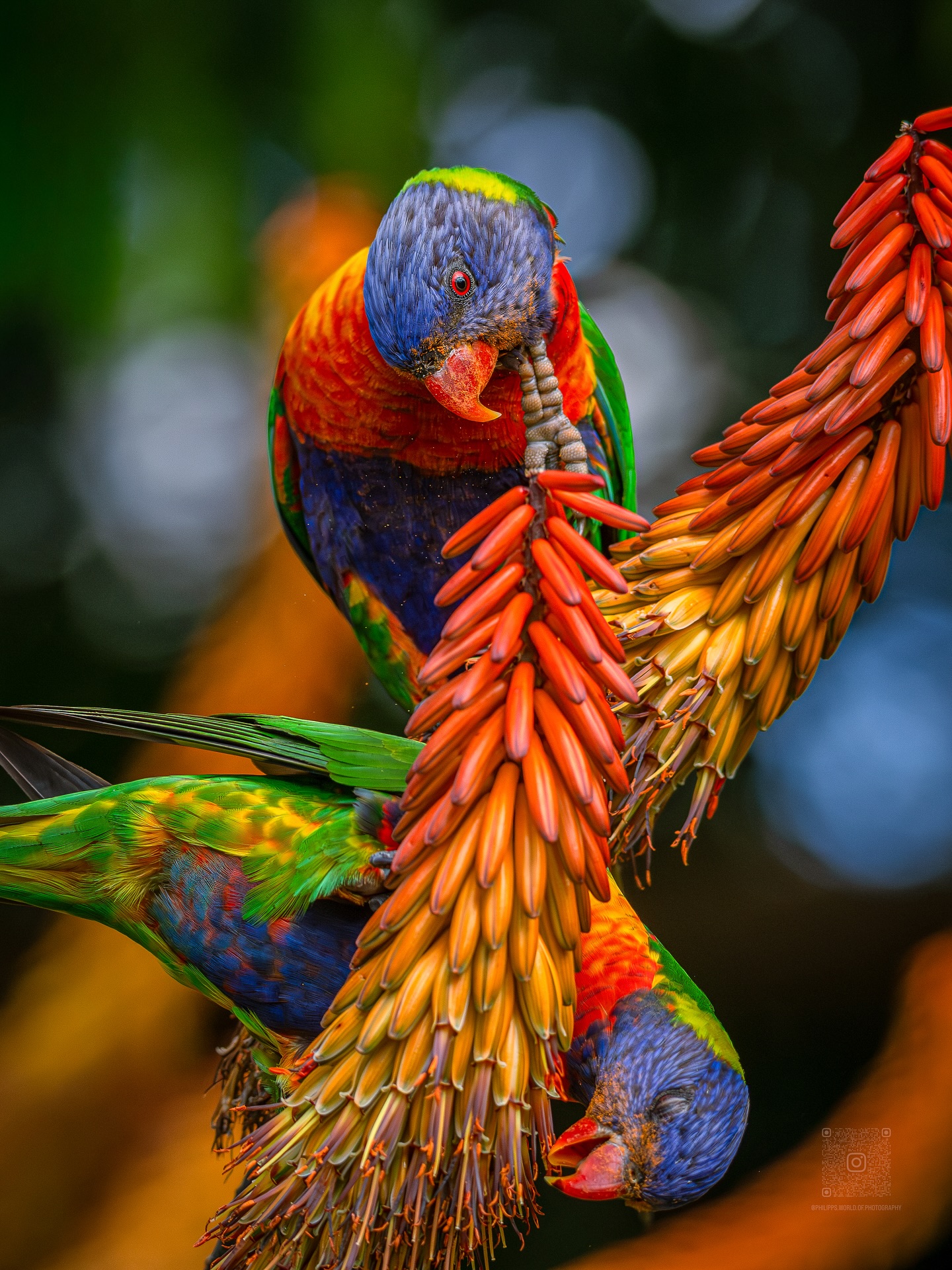 Two Rainbow Lorikeets Feeding on Flowers