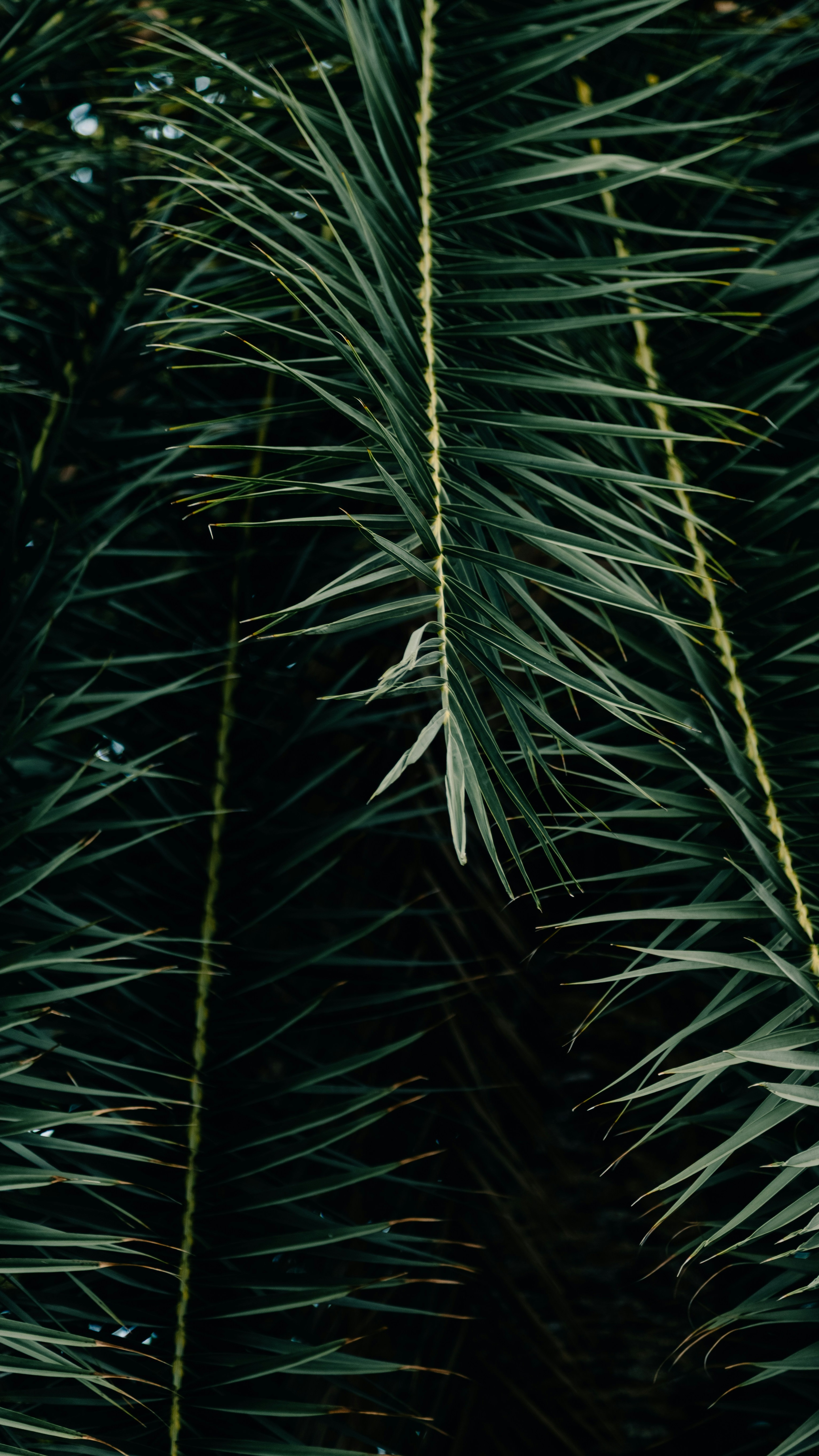 Wallpapers