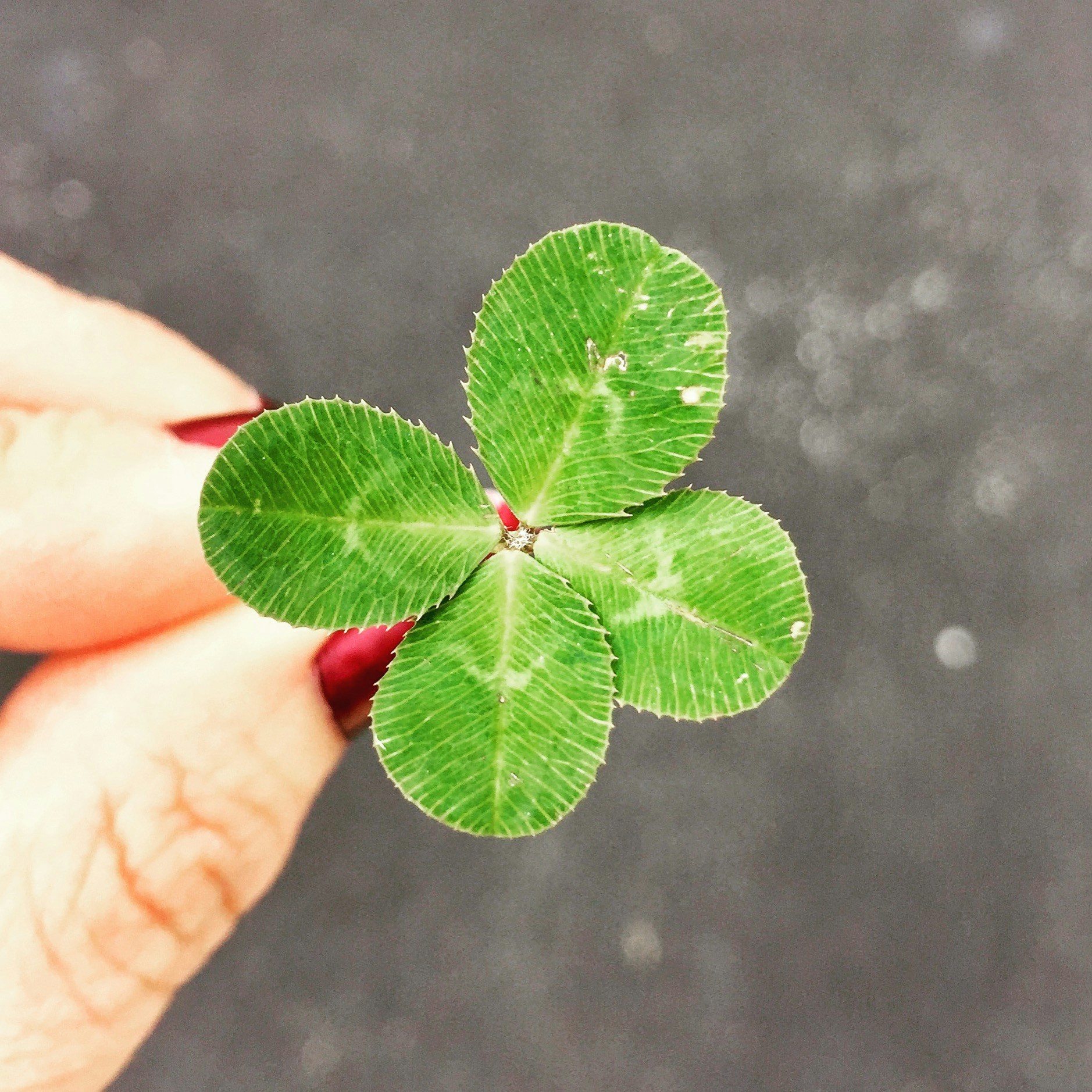 Four-leaf Clover Held By Hand