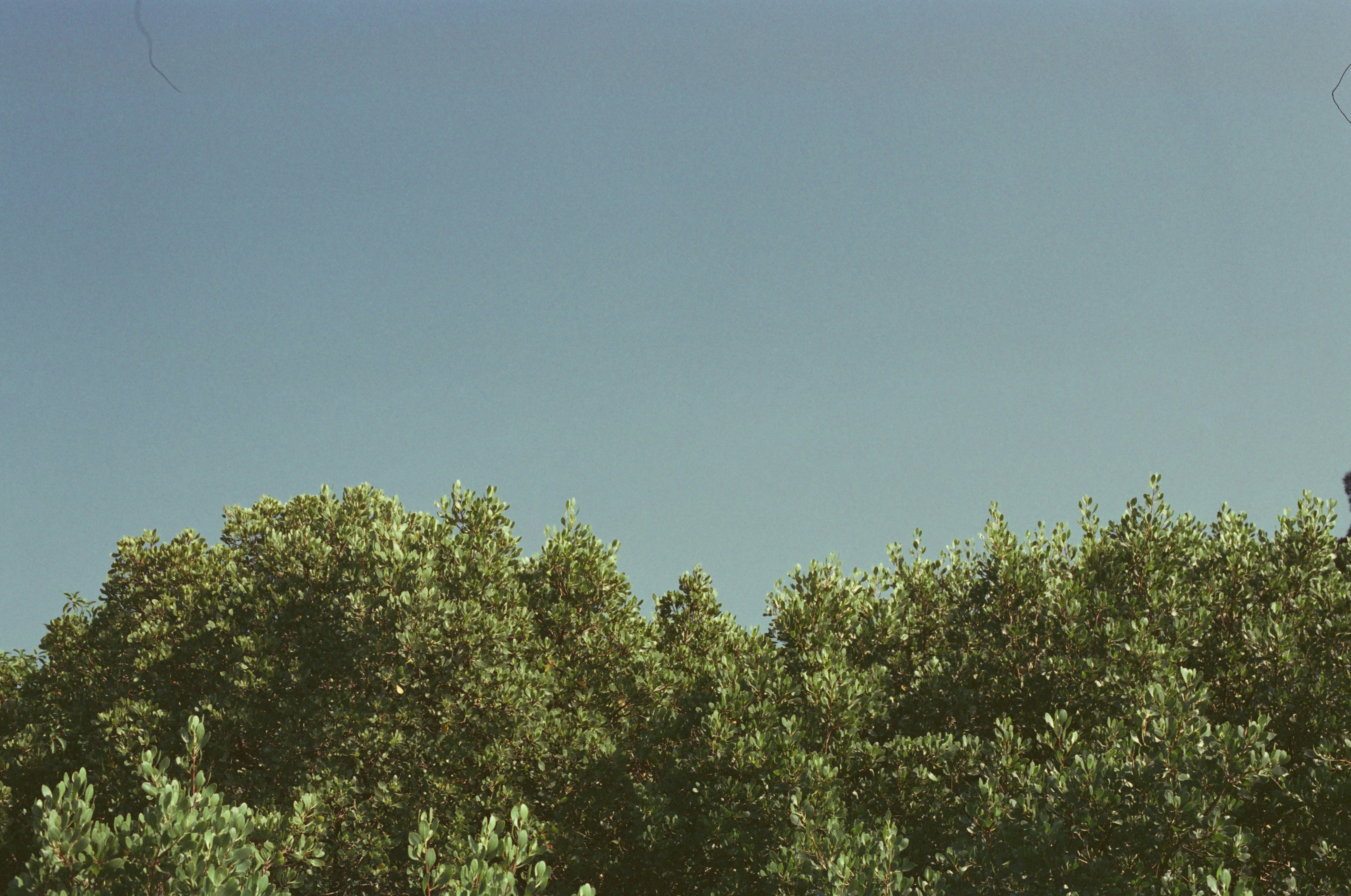 Tree Canopy Under Clear Sky