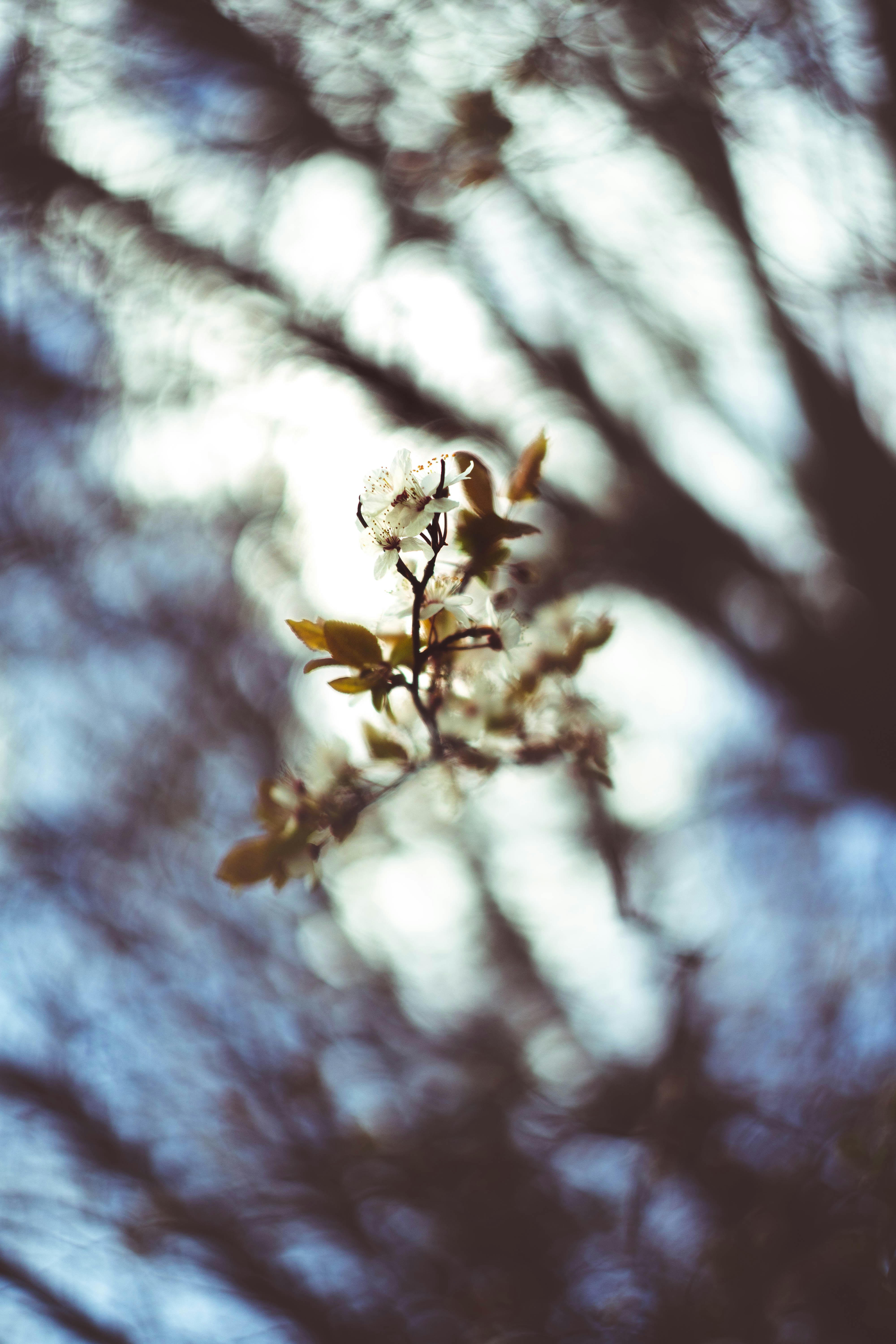 White Spring Blossom on Branch