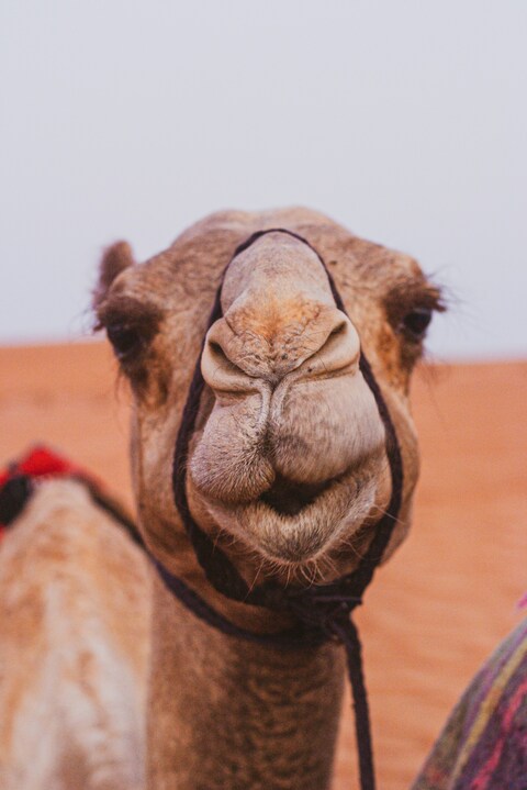 Close-up of Camel in Desert