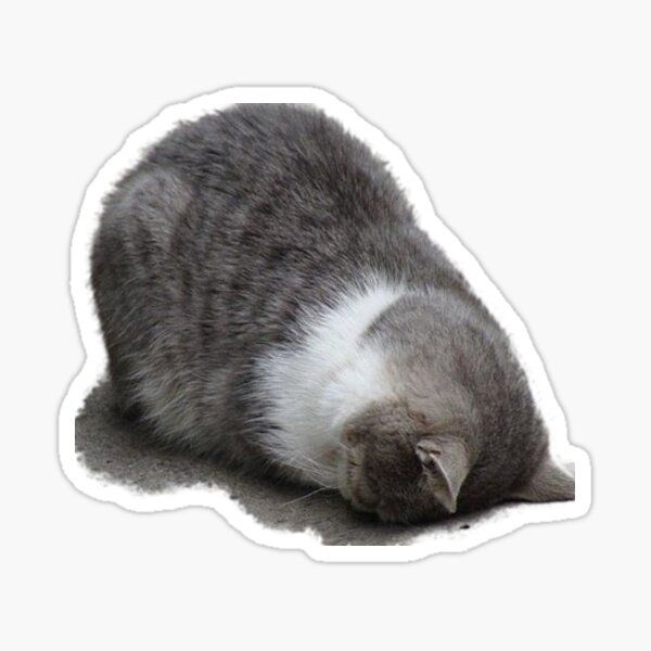 Curled Sleeping Gray Cat
