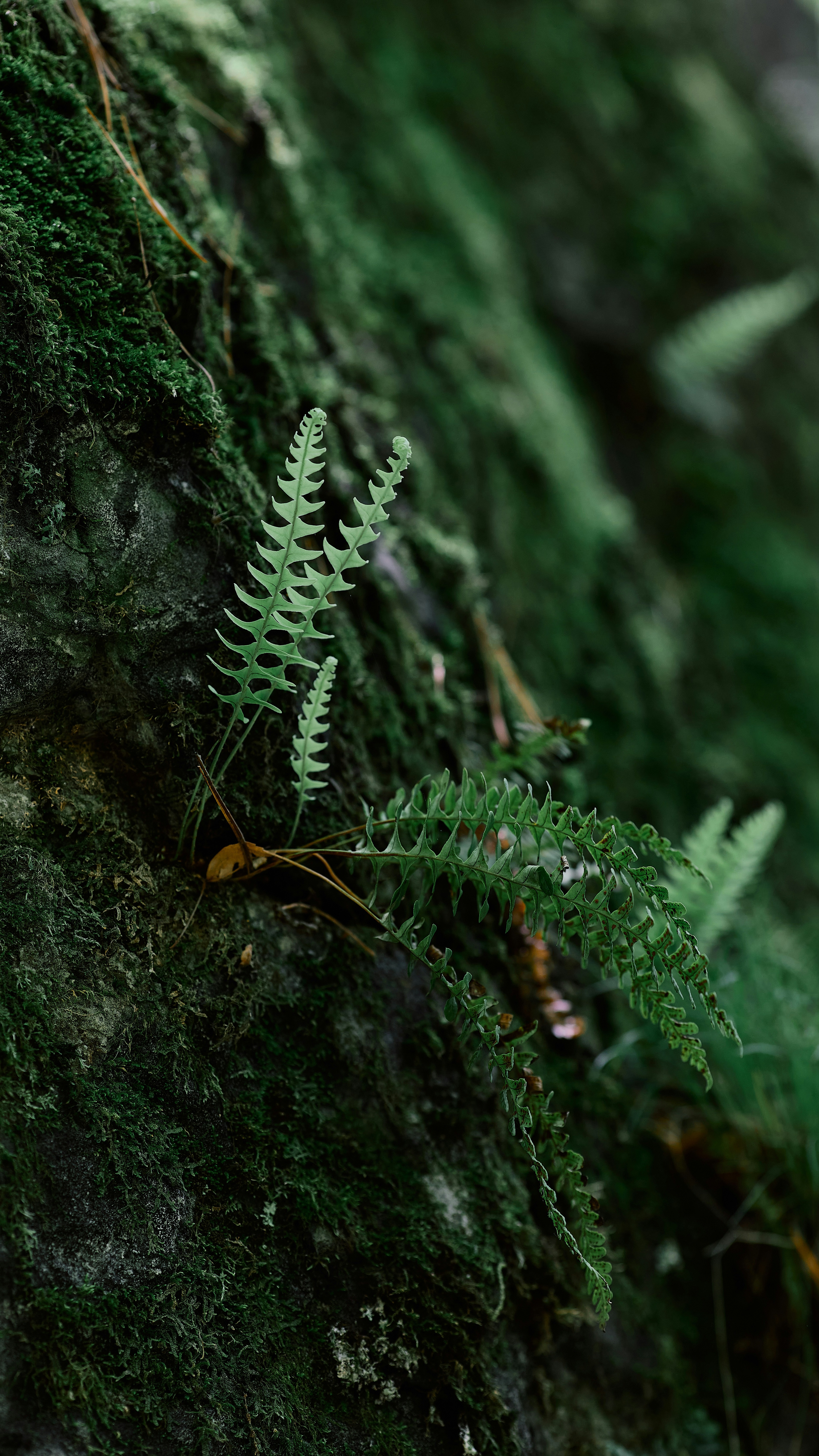 Wallpapers