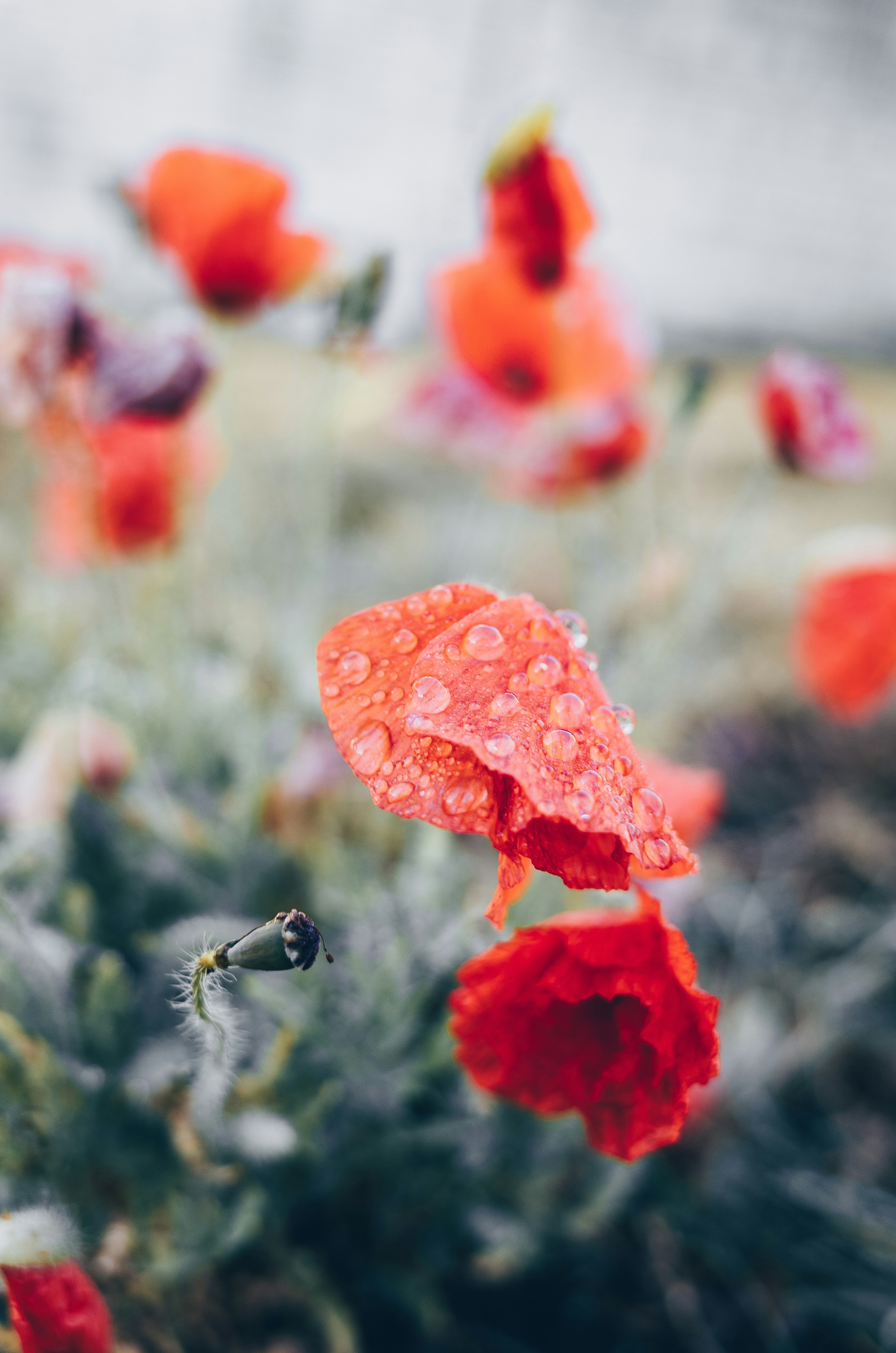 Red Poppies with Water Droplets