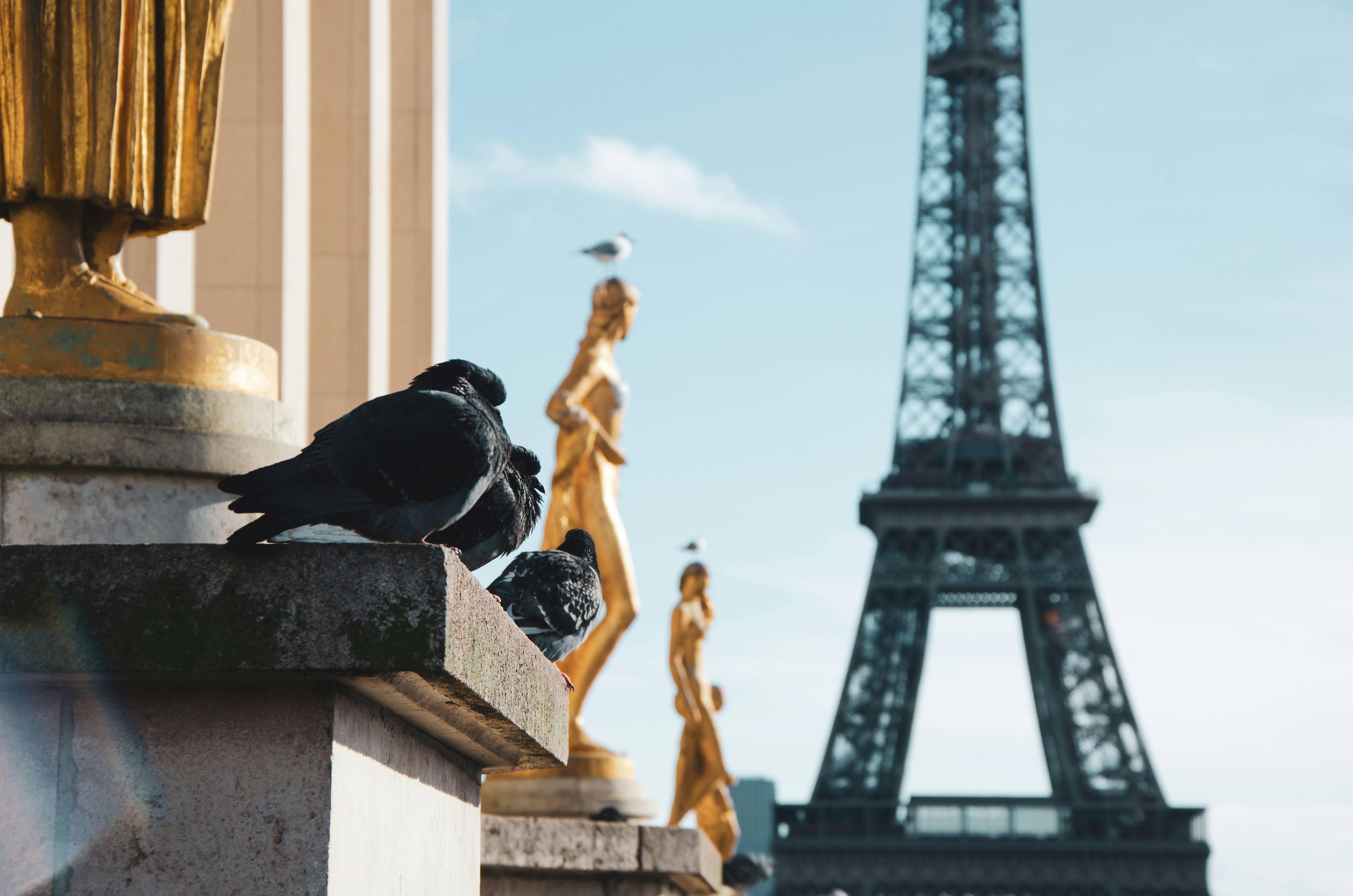 Eiffel Tower With Pigeons — Attraction Encyclopedia