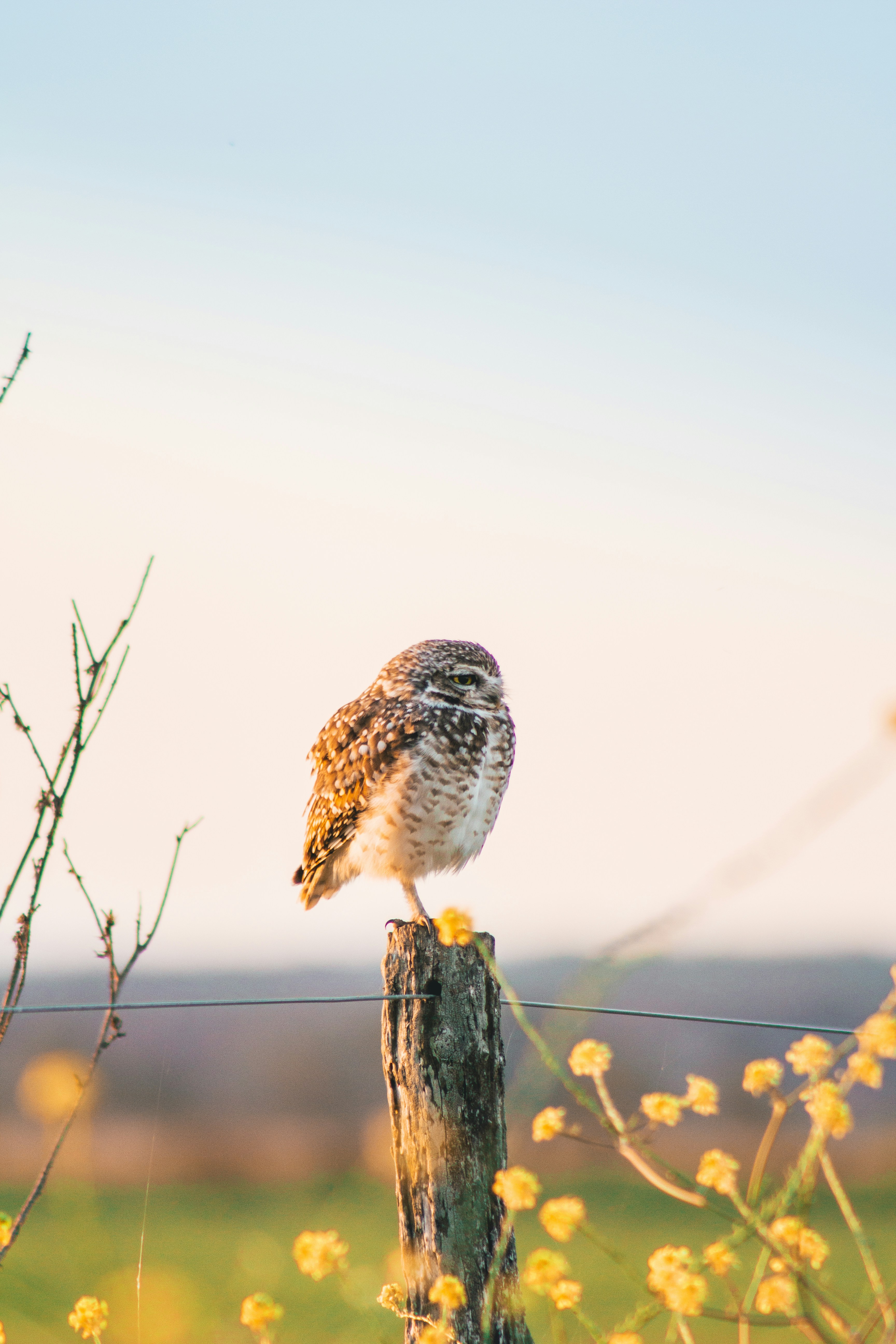 Owl Perched on Fence Post