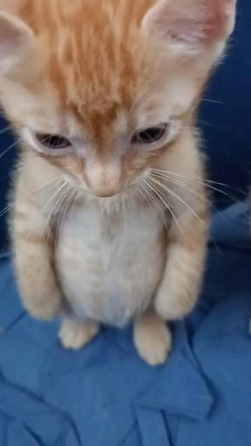 Sad Standing Orange Kitten