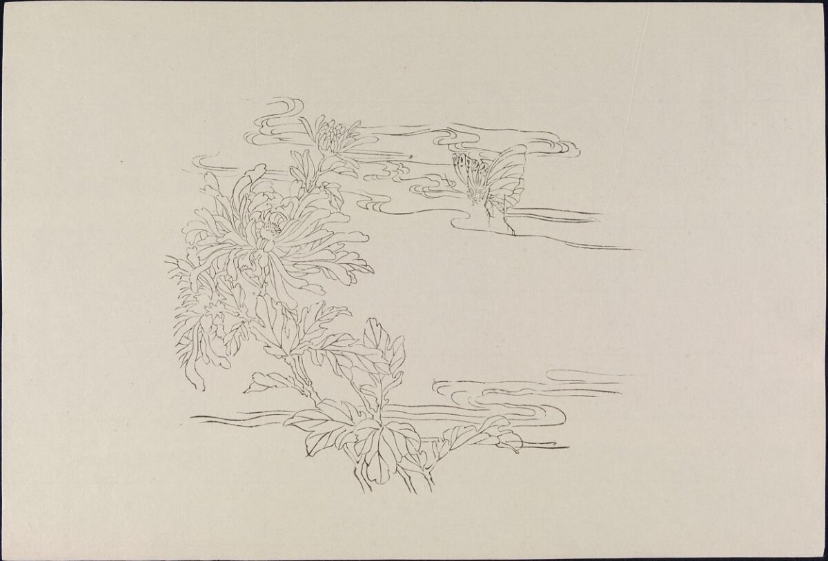 Chrysanthemum and Butterfly Line Drawing