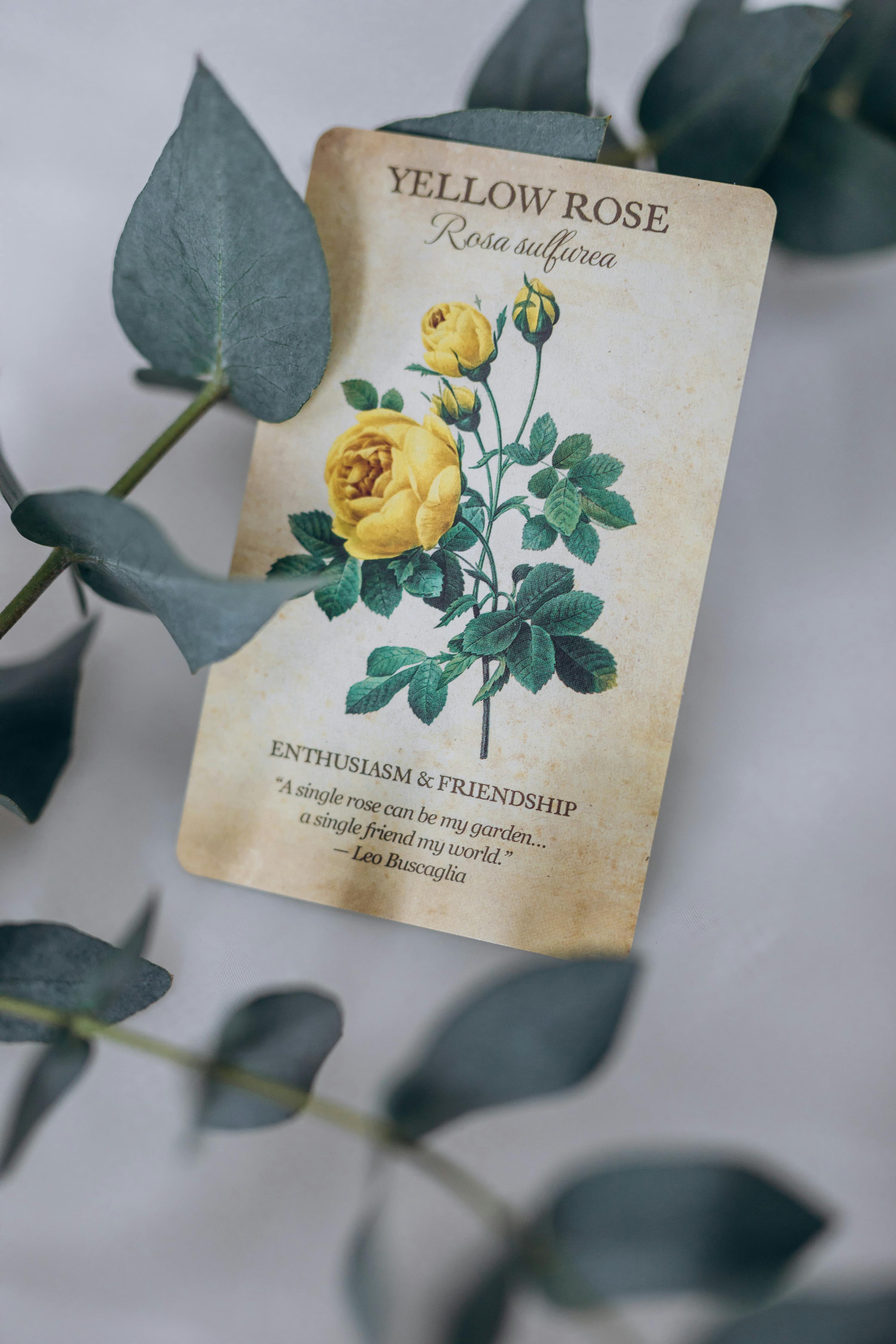 Vintage Yellow Rose Botanical Card