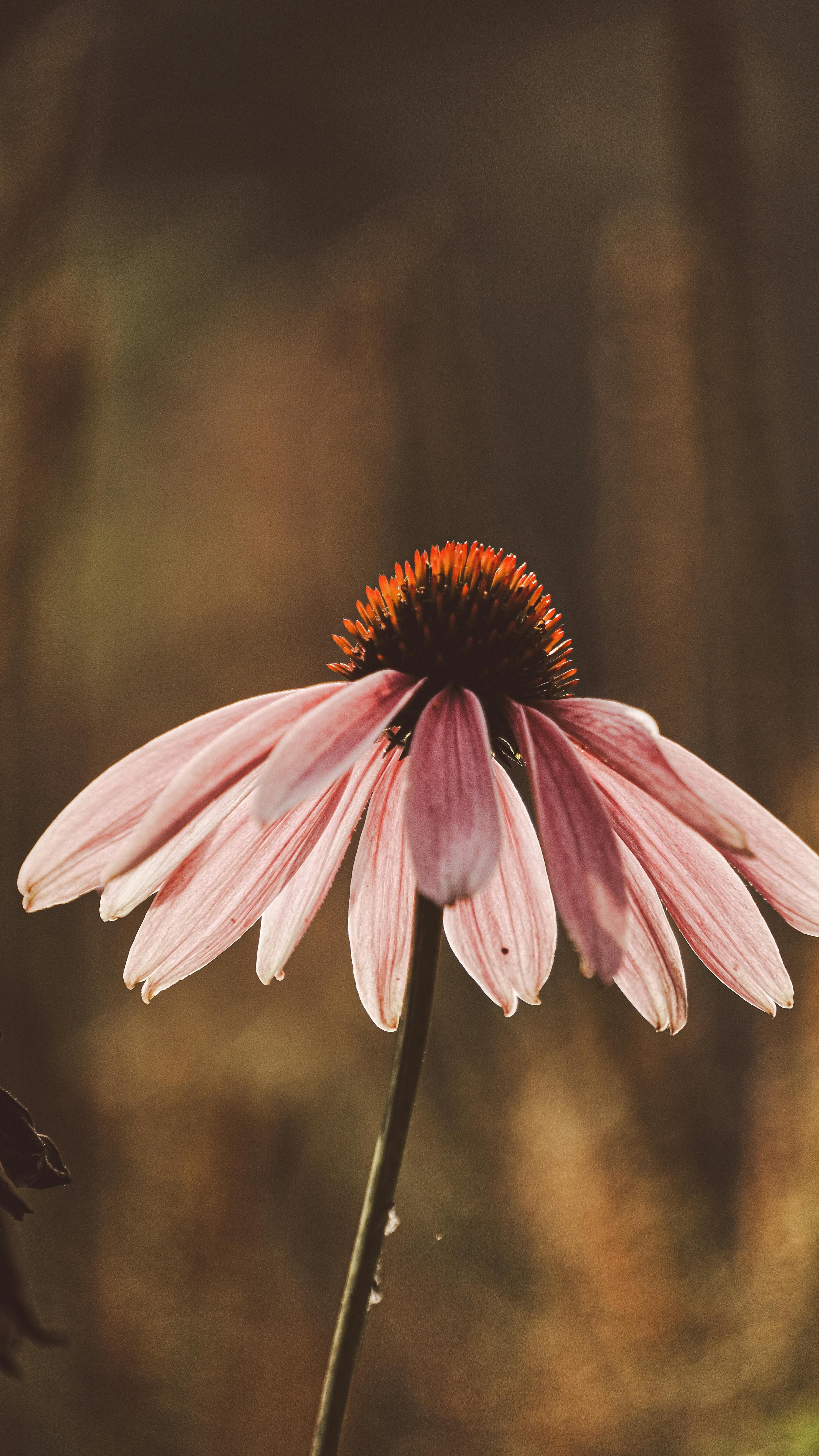 Single Pink Coneflower