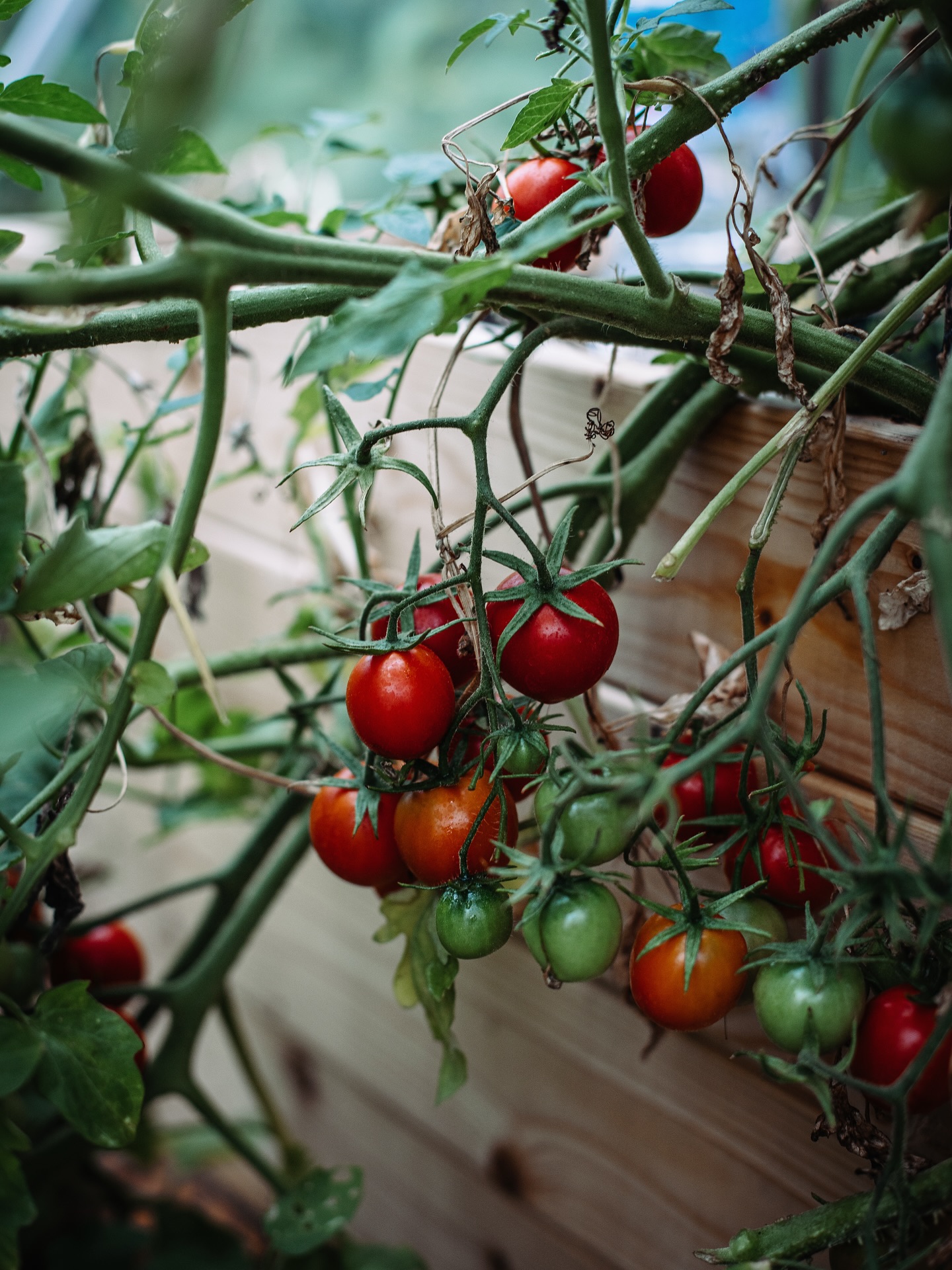 Cherry Tomatoes Growing on Vine
