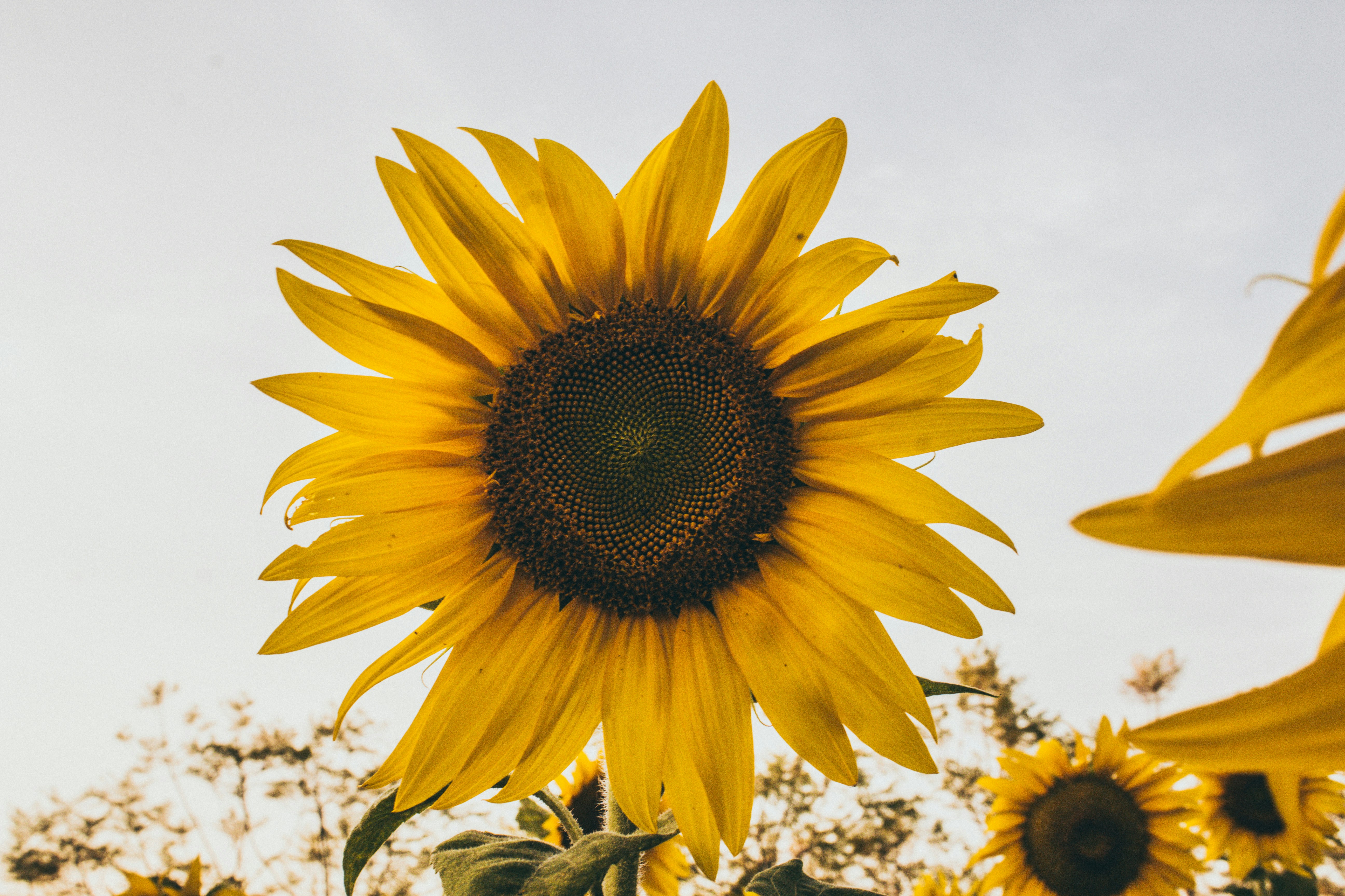 Sunflower Close-up in Field