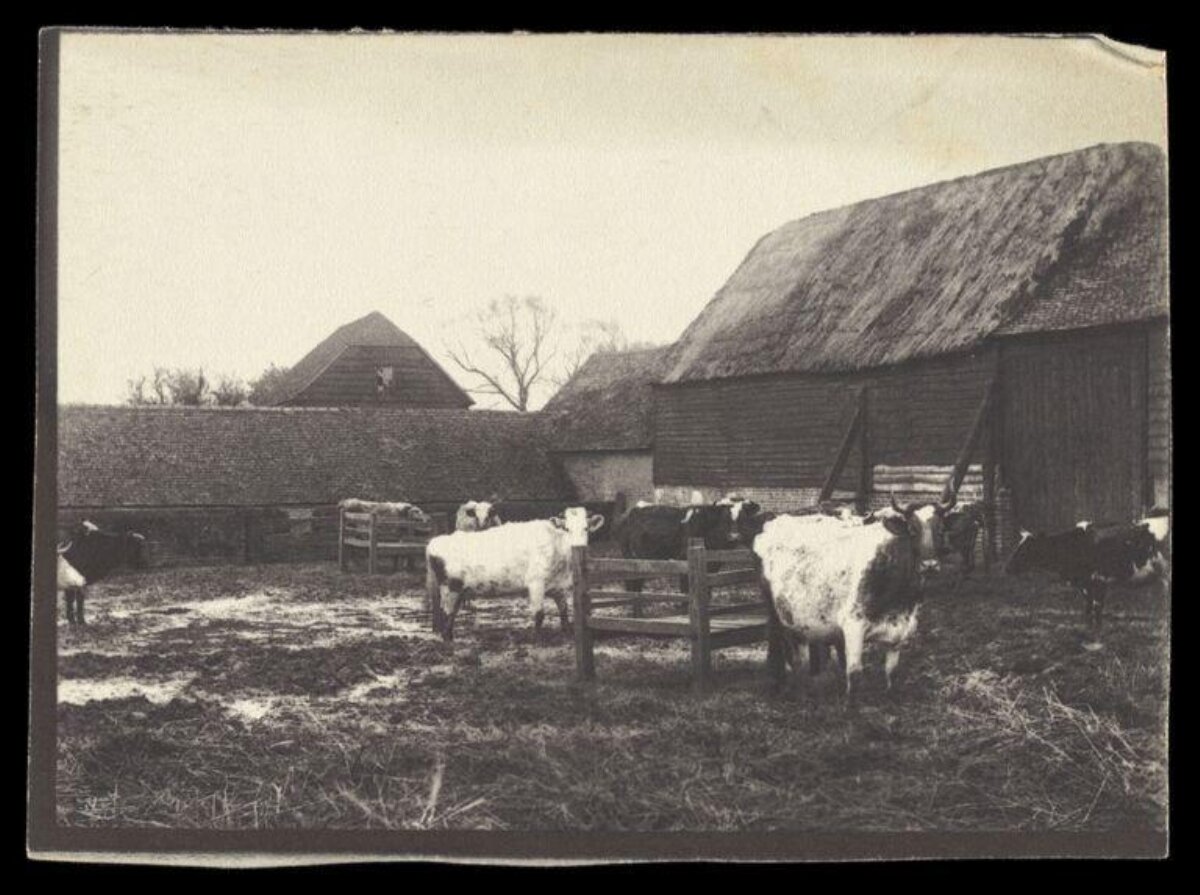 Cattle in Vintage Farm Barnyard