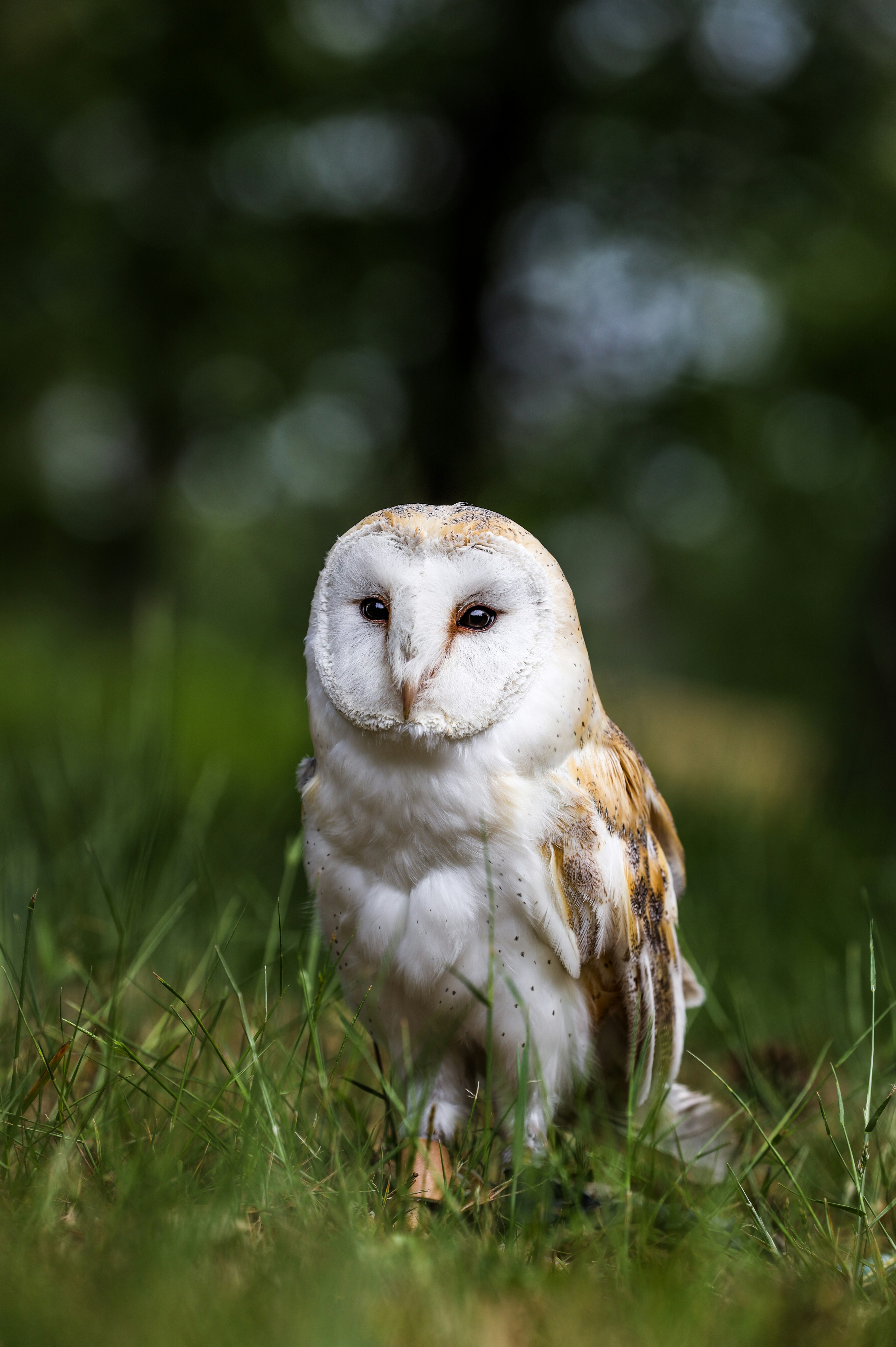 Barn Owl Standing on Grass