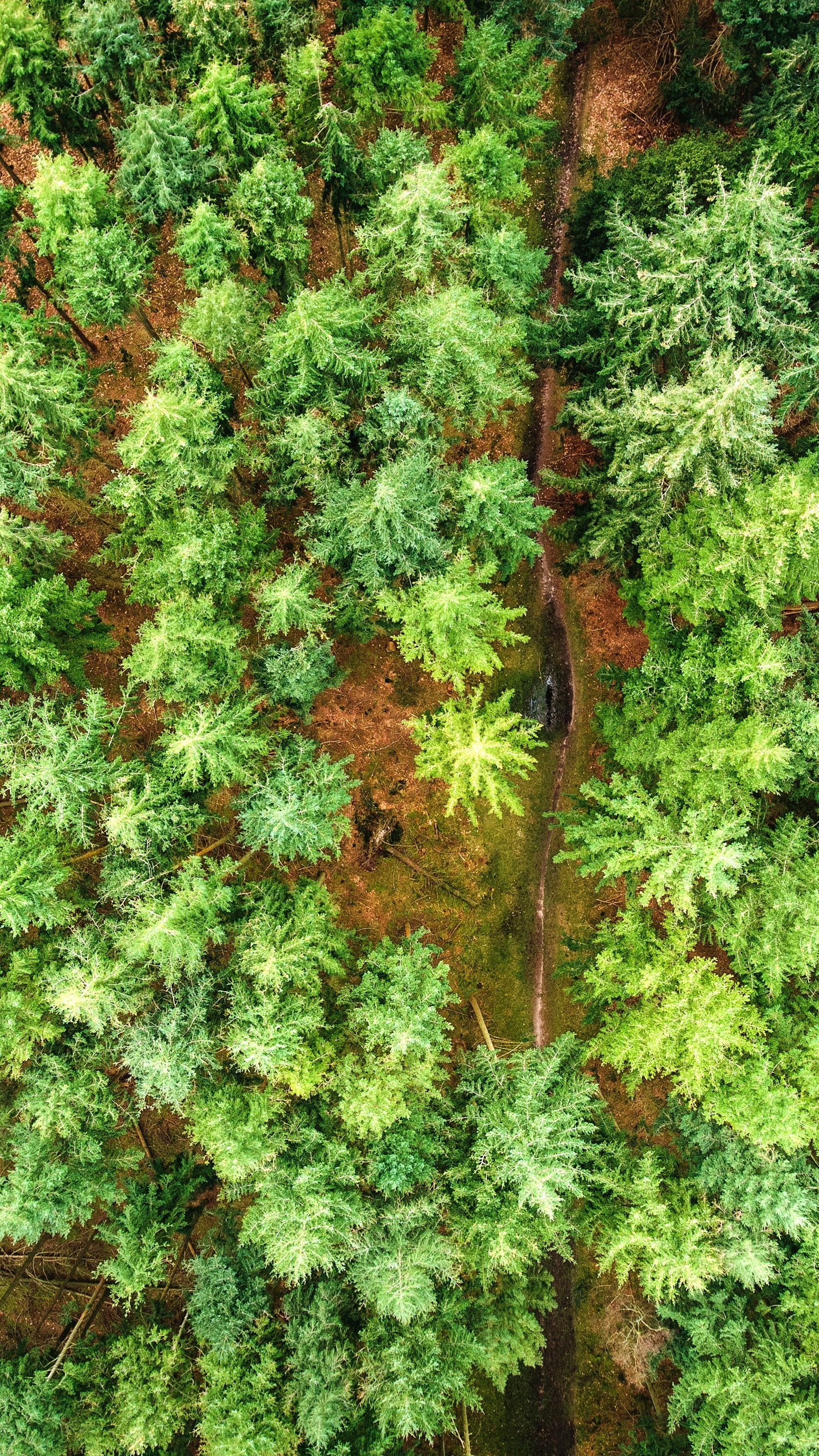 Wallpapers