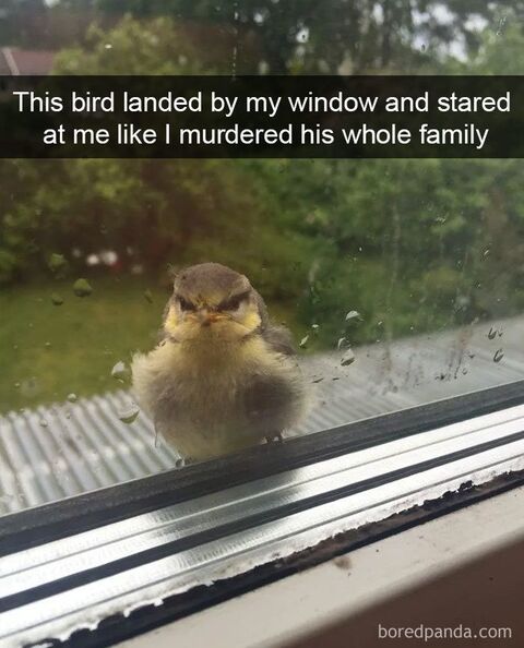 Image 24154 — Funny