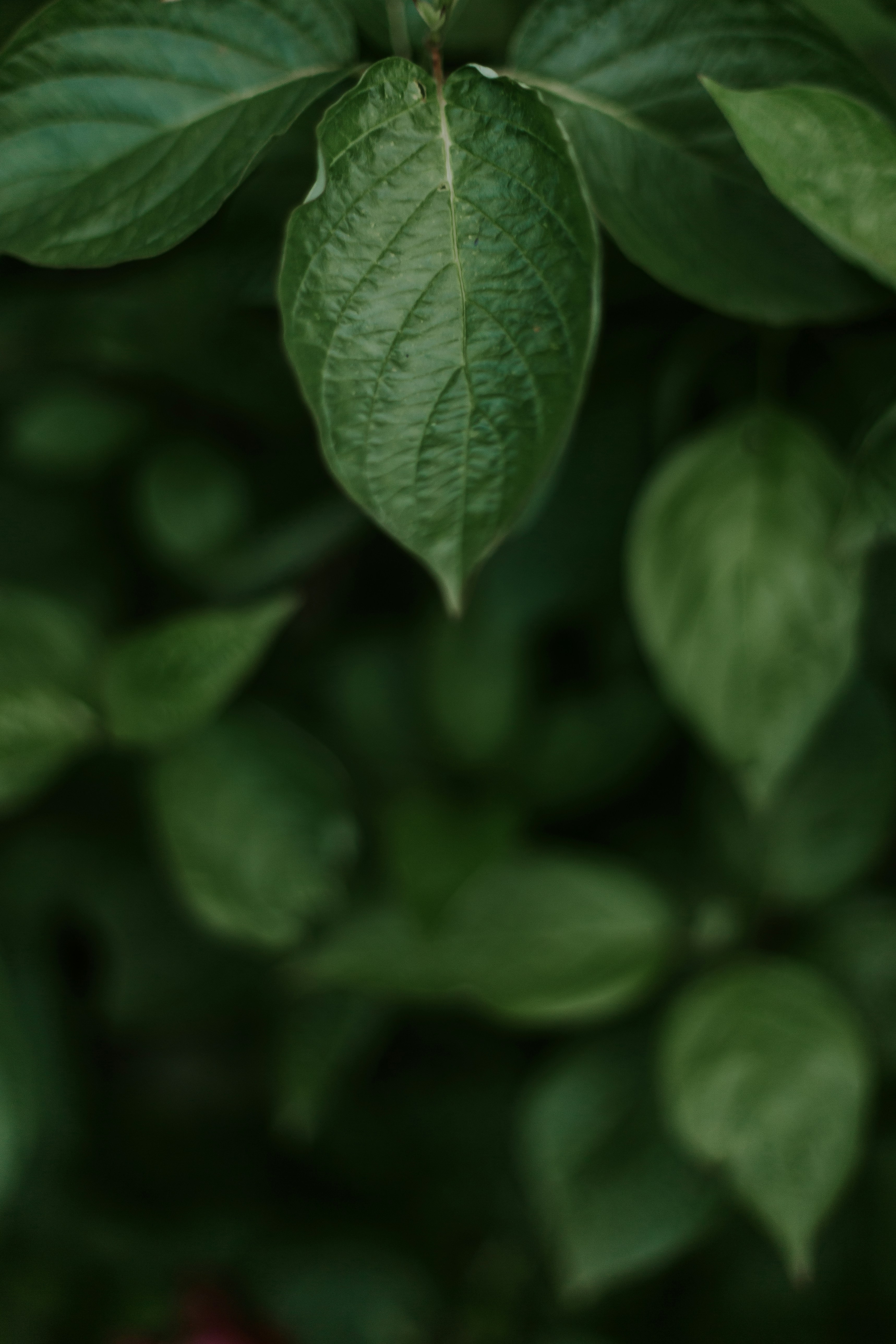 Close-up of Green Leaf