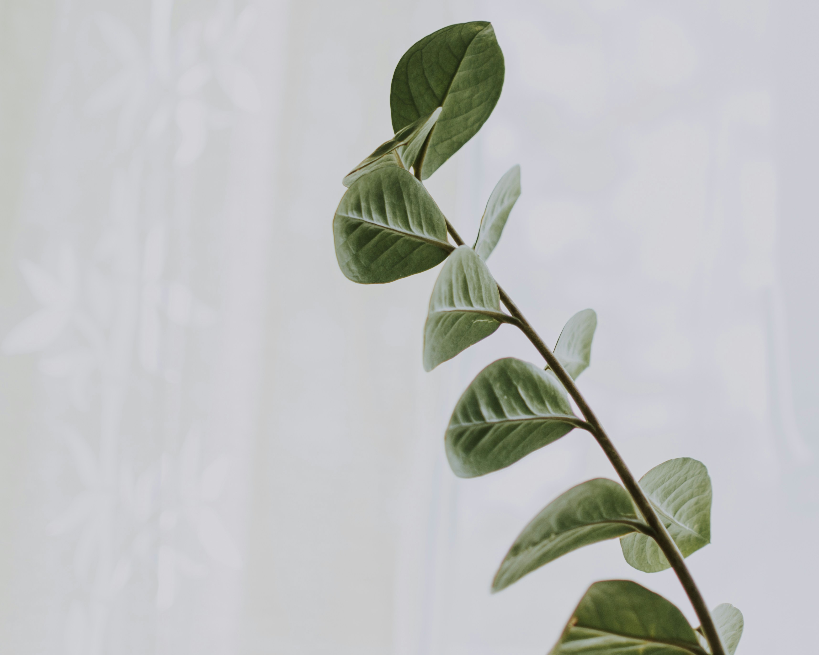 Eucalyptus Branch Against Sheer Curtain