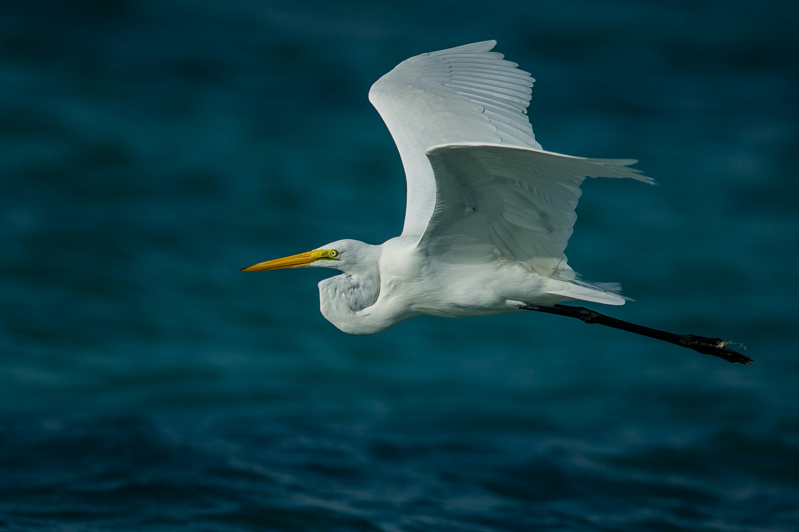 Great Egret Flying Over Water