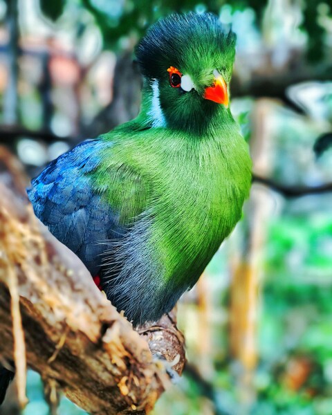 White-cheeked Turaco Perched on Branch
