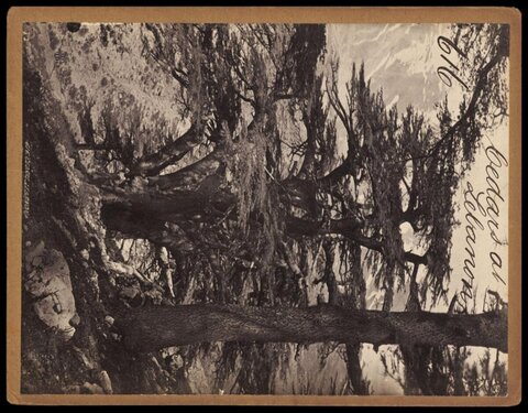 Cedars of Lebanon
