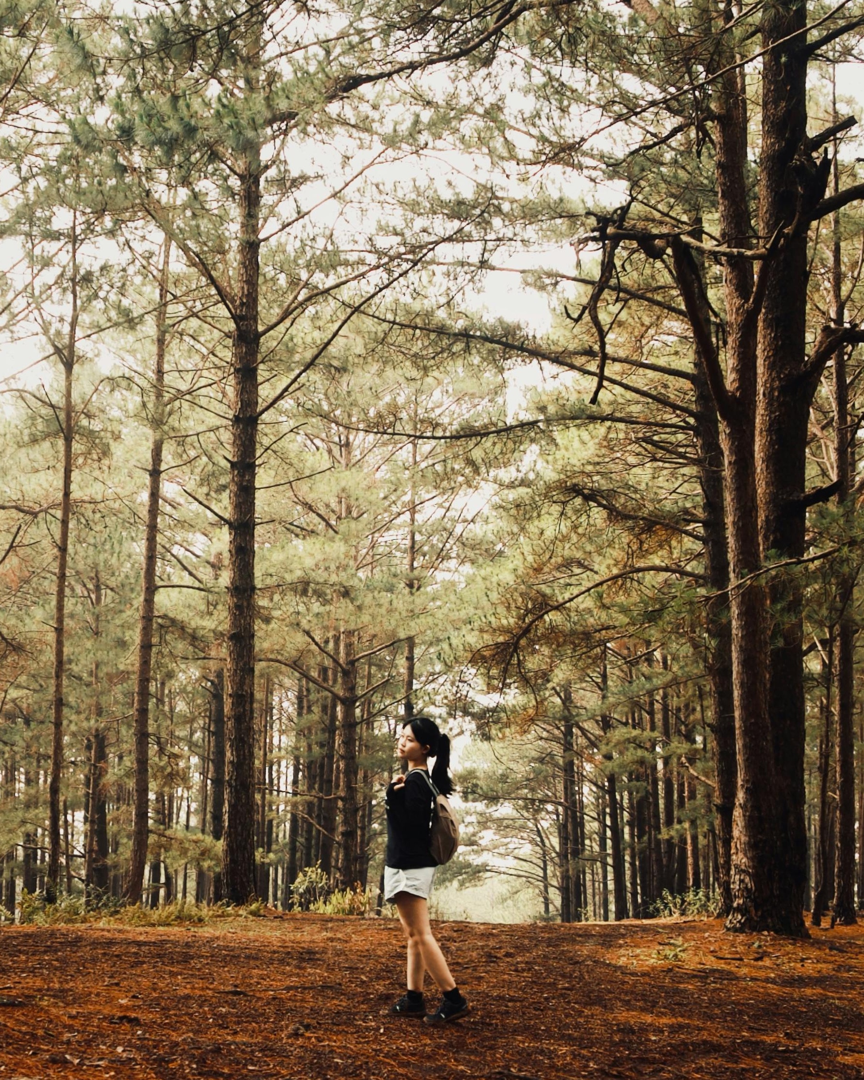 Woman Hiking in Pine Forest