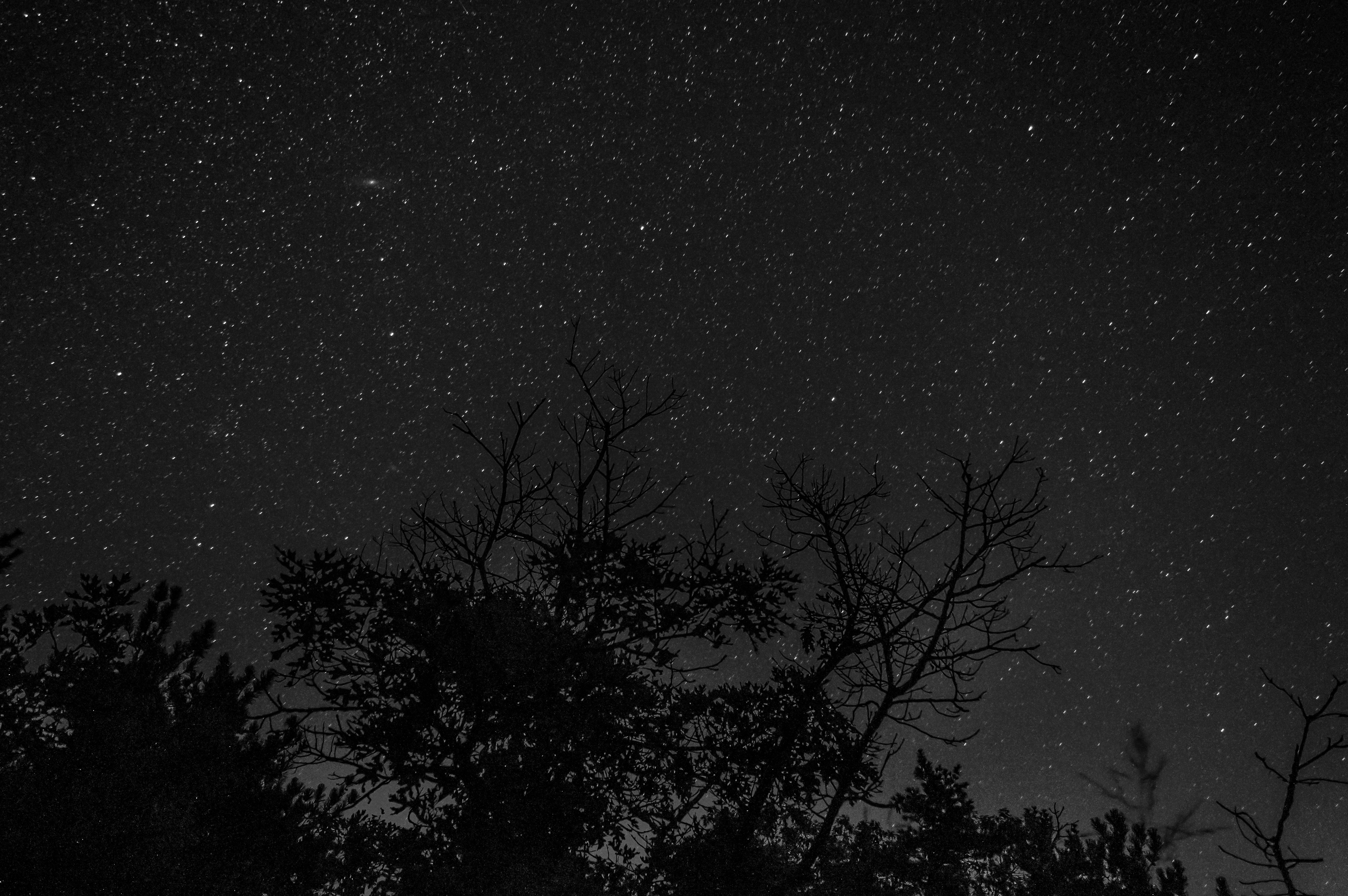 Starry Night Over Tree Tops