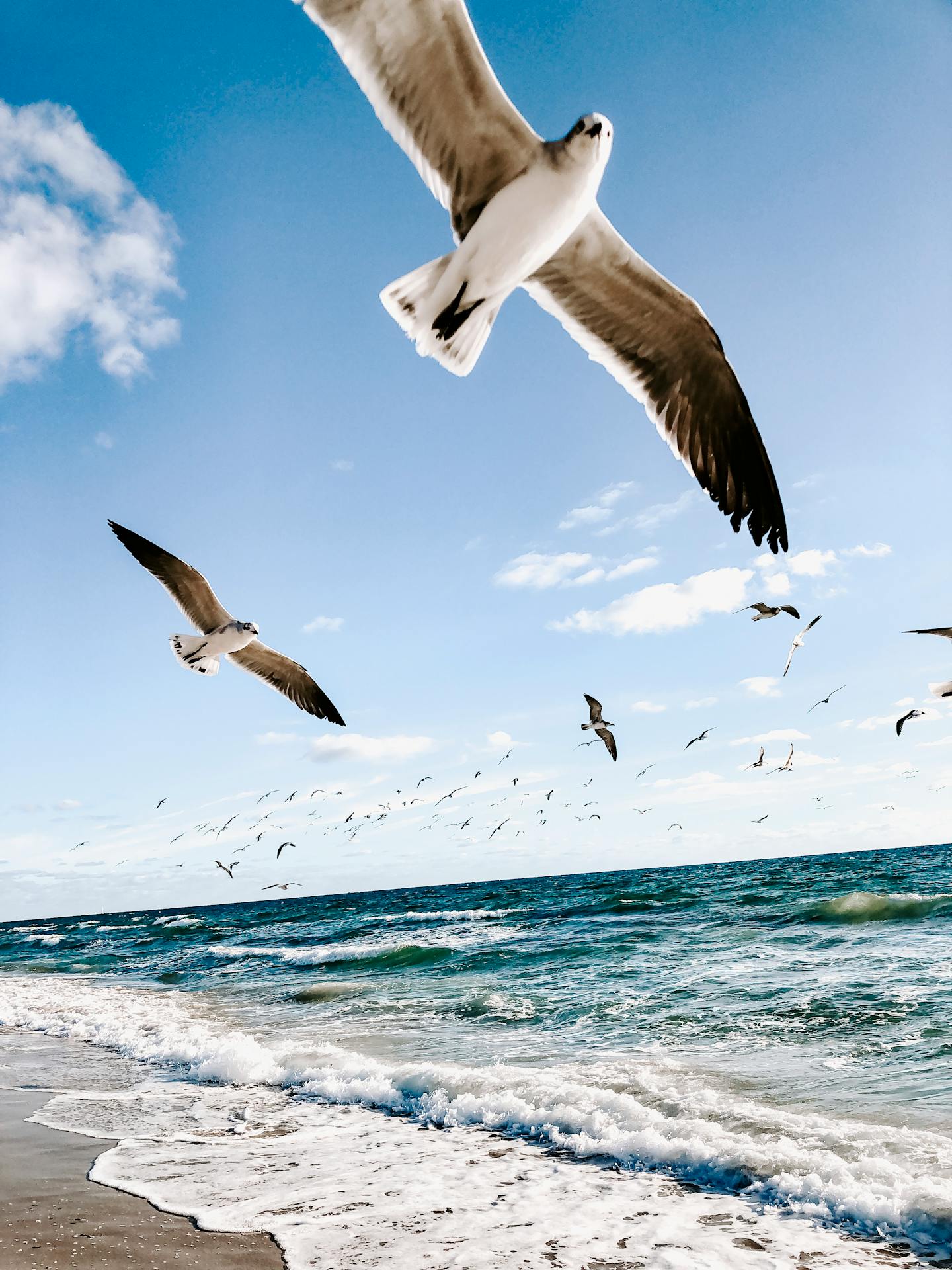 Seagulls Flying Over Beach and Sea