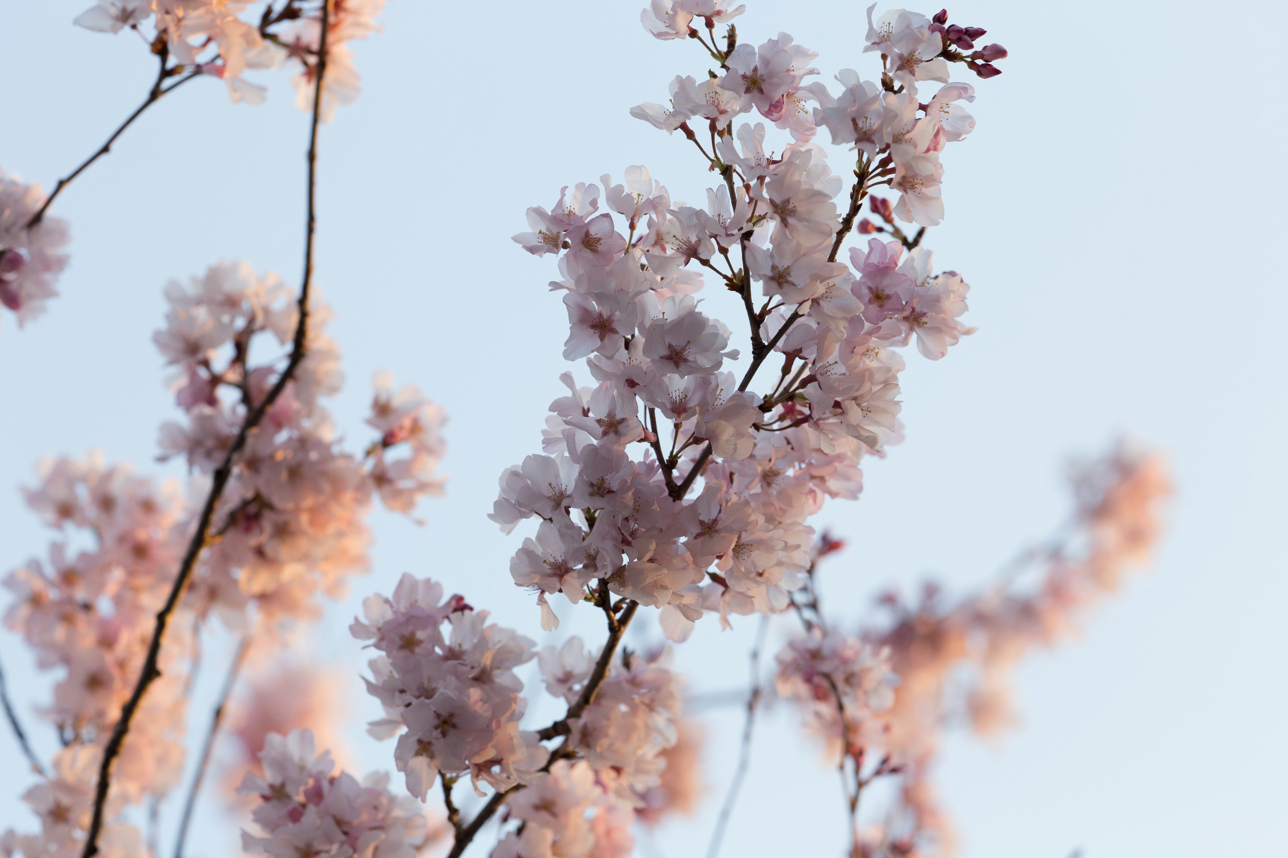 Cherry Blossoms Under Light Blue Sky