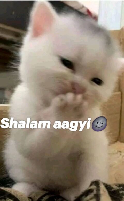 Cute Kitten Shalam Aagyi Meme