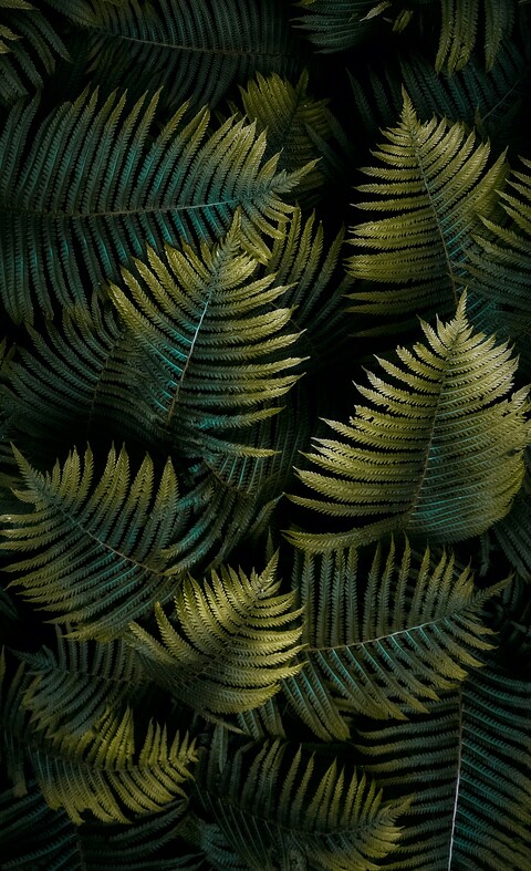 Dense Overlapping Fern Leaves