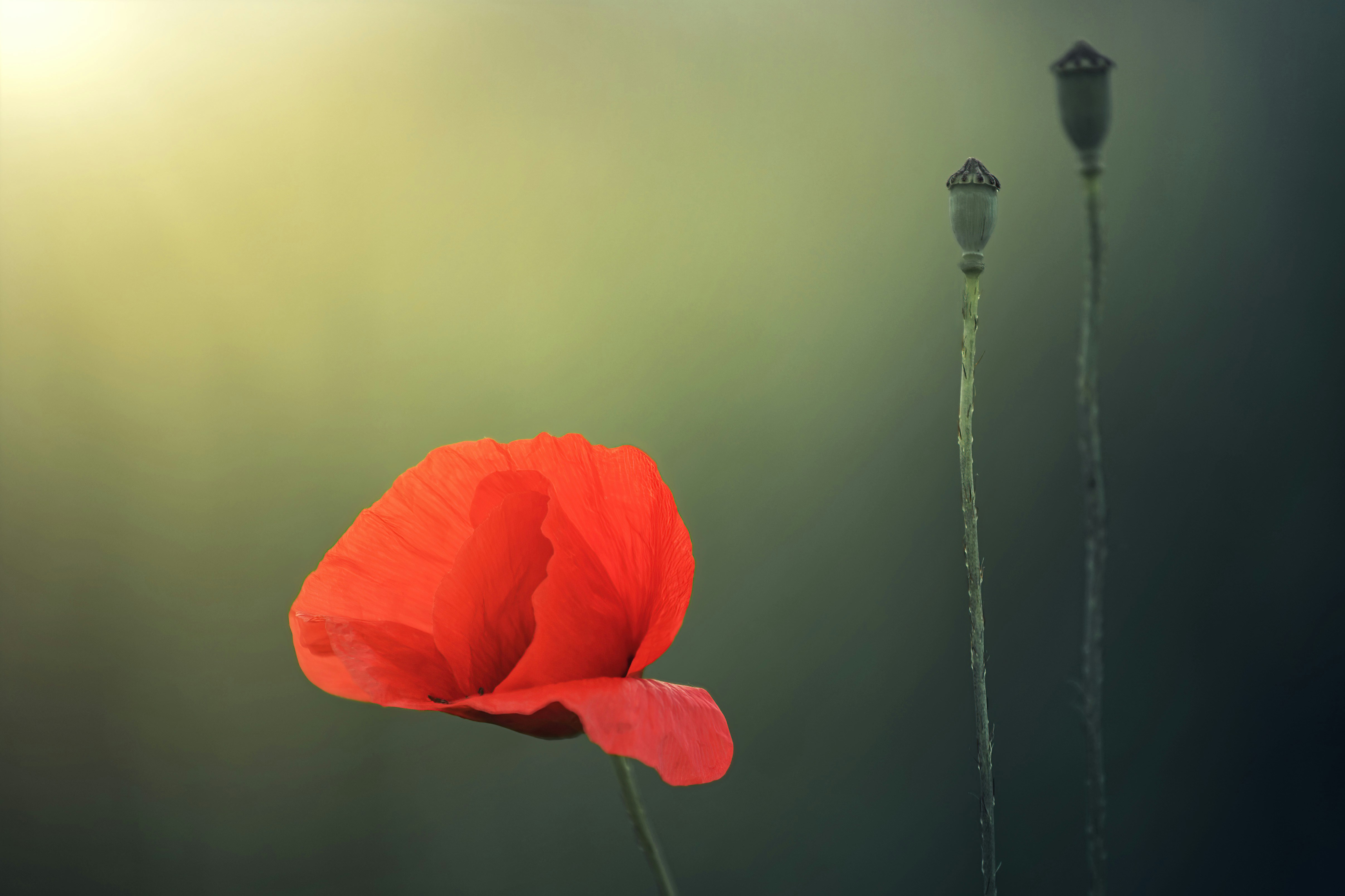 Red Poppy and Poppy Pods