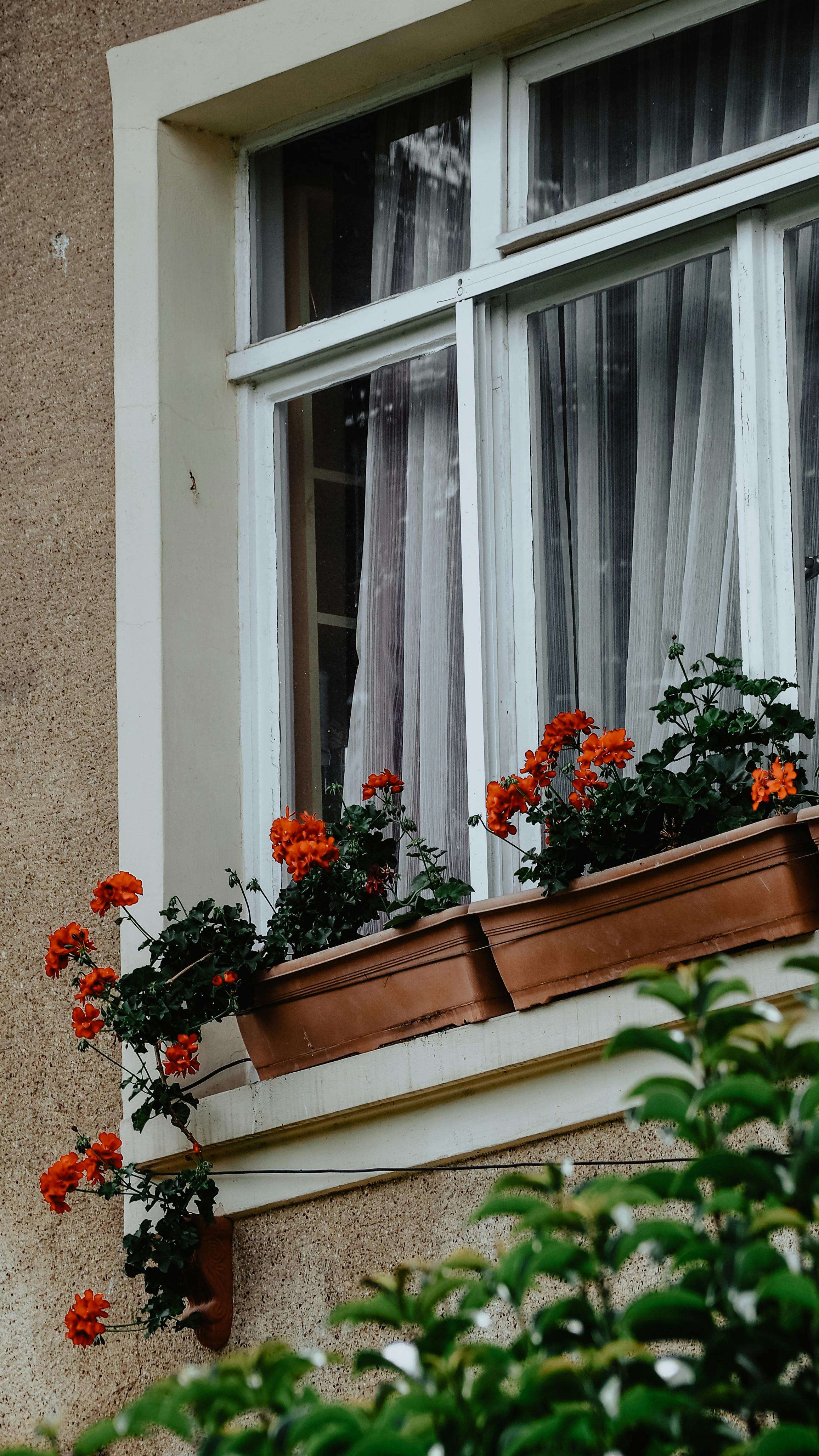 Orange Geraniums in Window Box