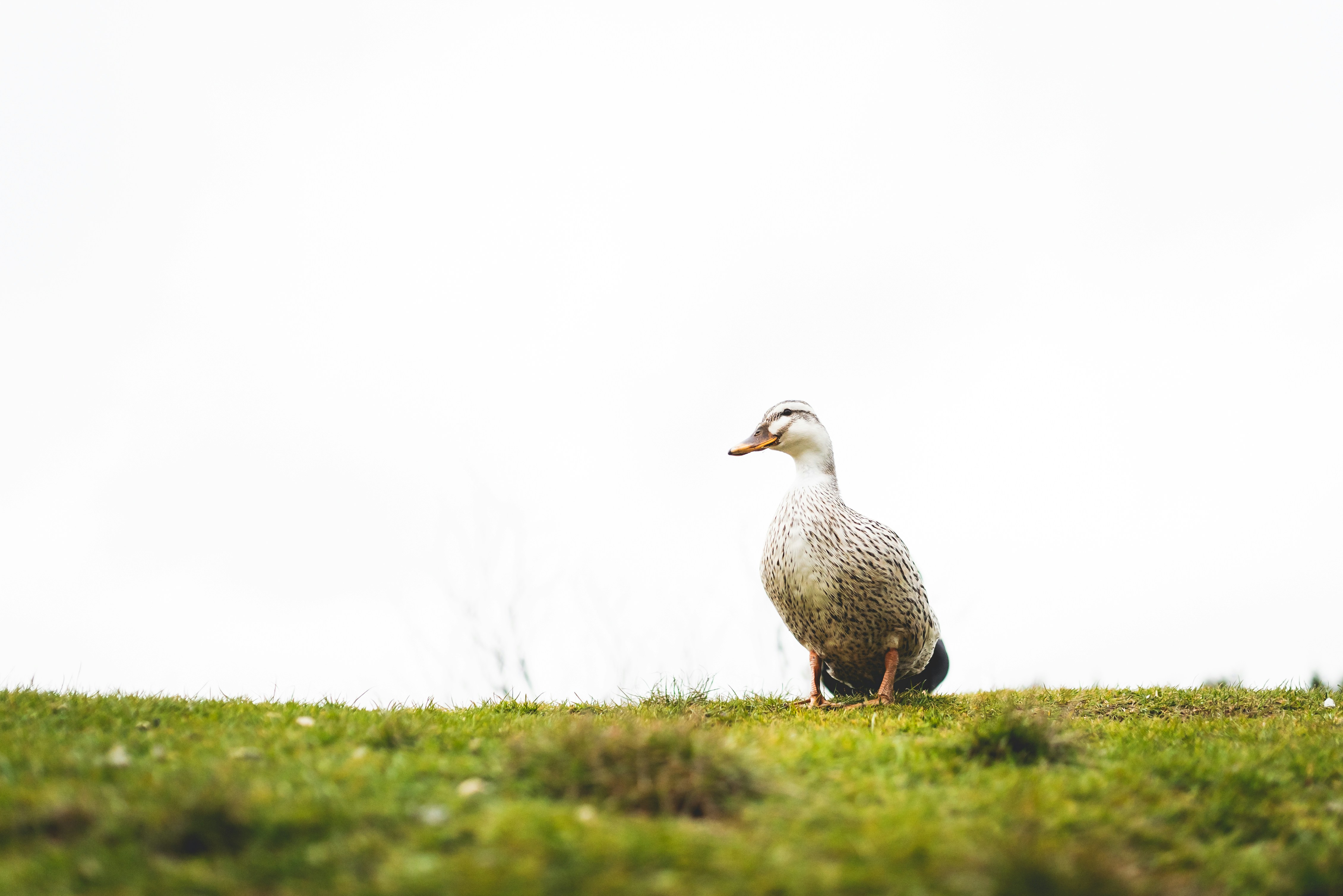 Duck Standing on Green Grass