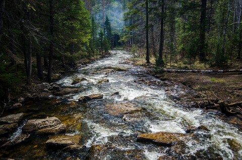 Stream Flowing Through Forest