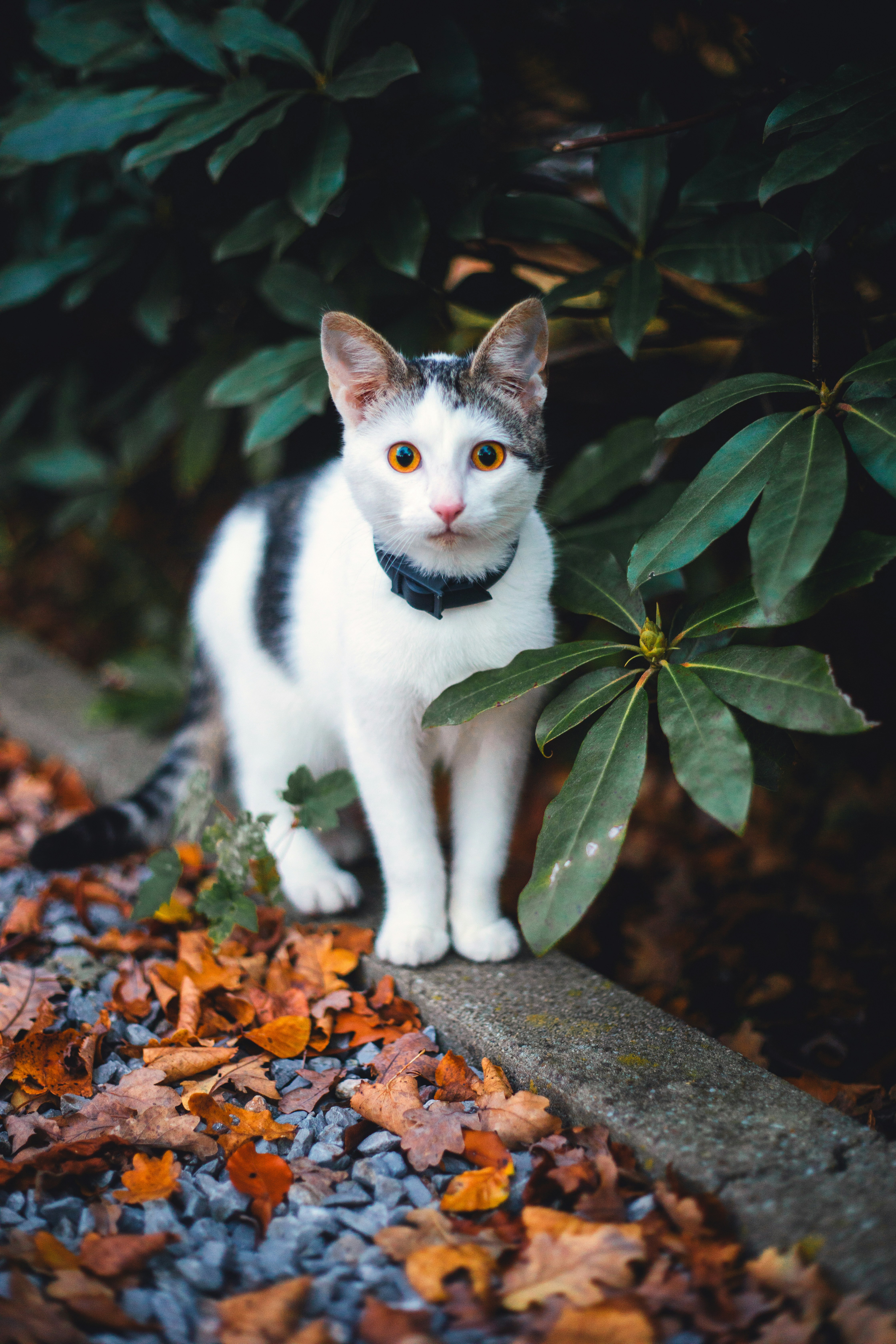 White Tabby Cat Among Autumn Leaves